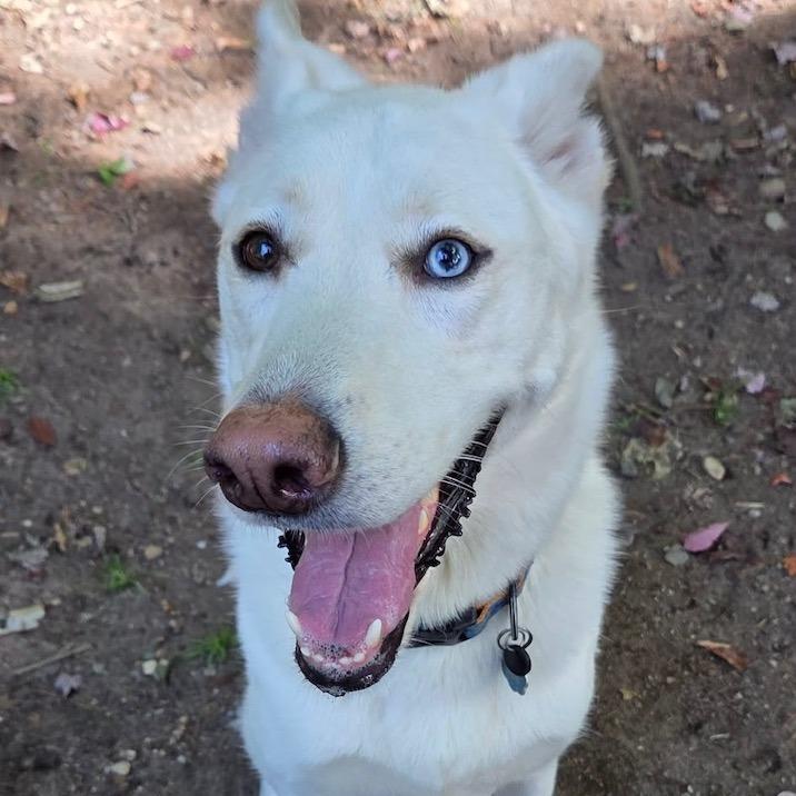 Enlarge Yuri, a Adoptable mixed breed in Canaan, NH image 1/6