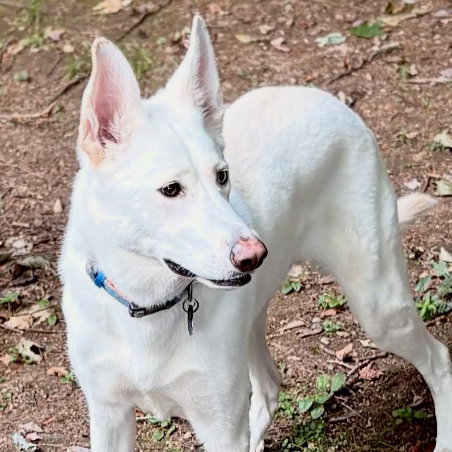 Enlarge Yuri, a Adoptable mixed breed in Canaan, NH image 4/6