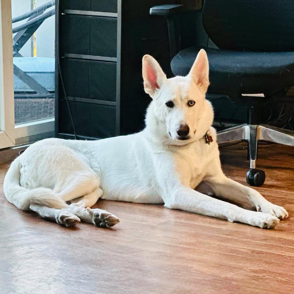 Enlarge Yuri, a Adoptable mixed breed in Canaan, NH image 5/6