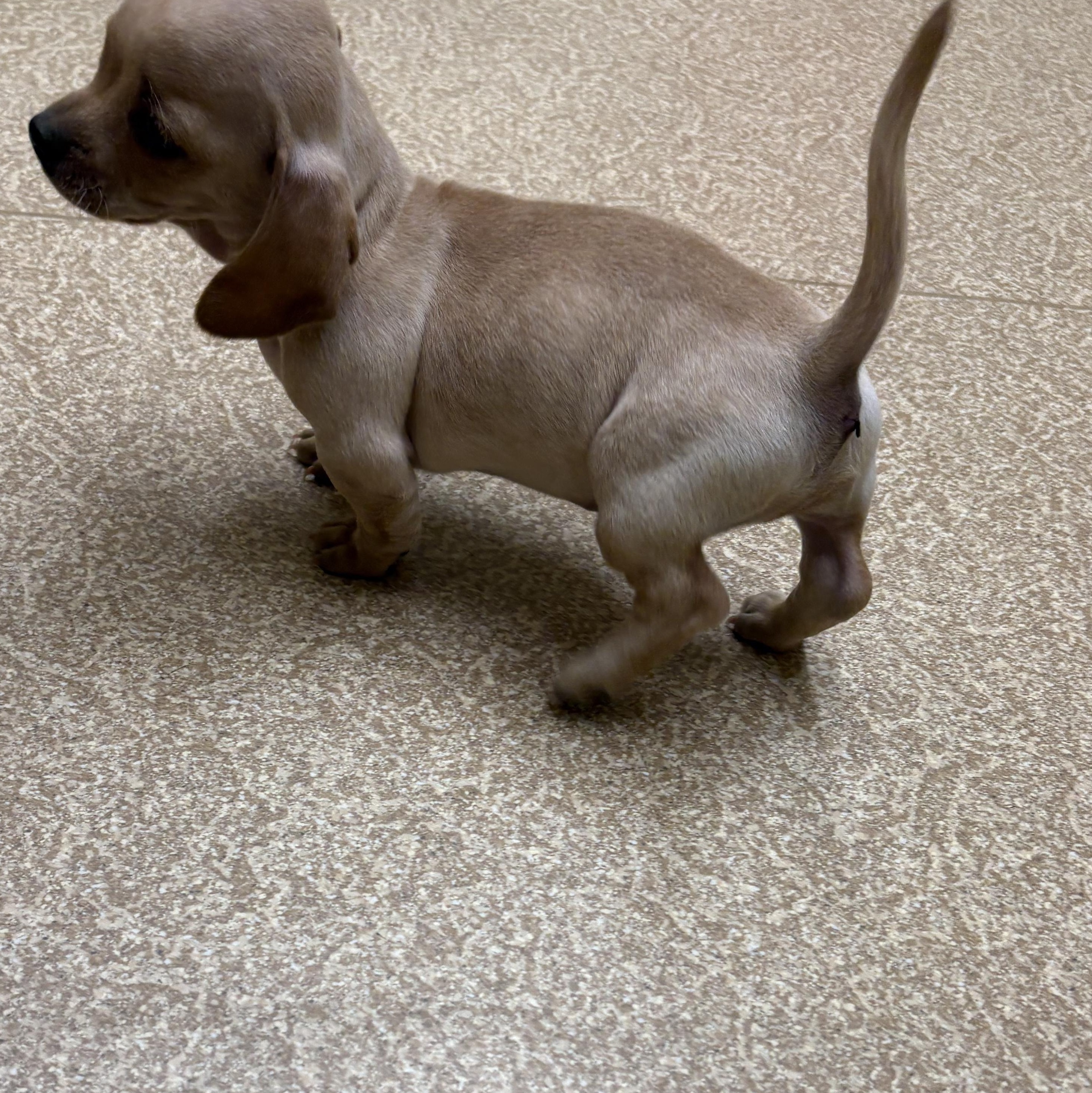 Basil , a Adoptable Dachshund in Oakland, CA image 6/6
