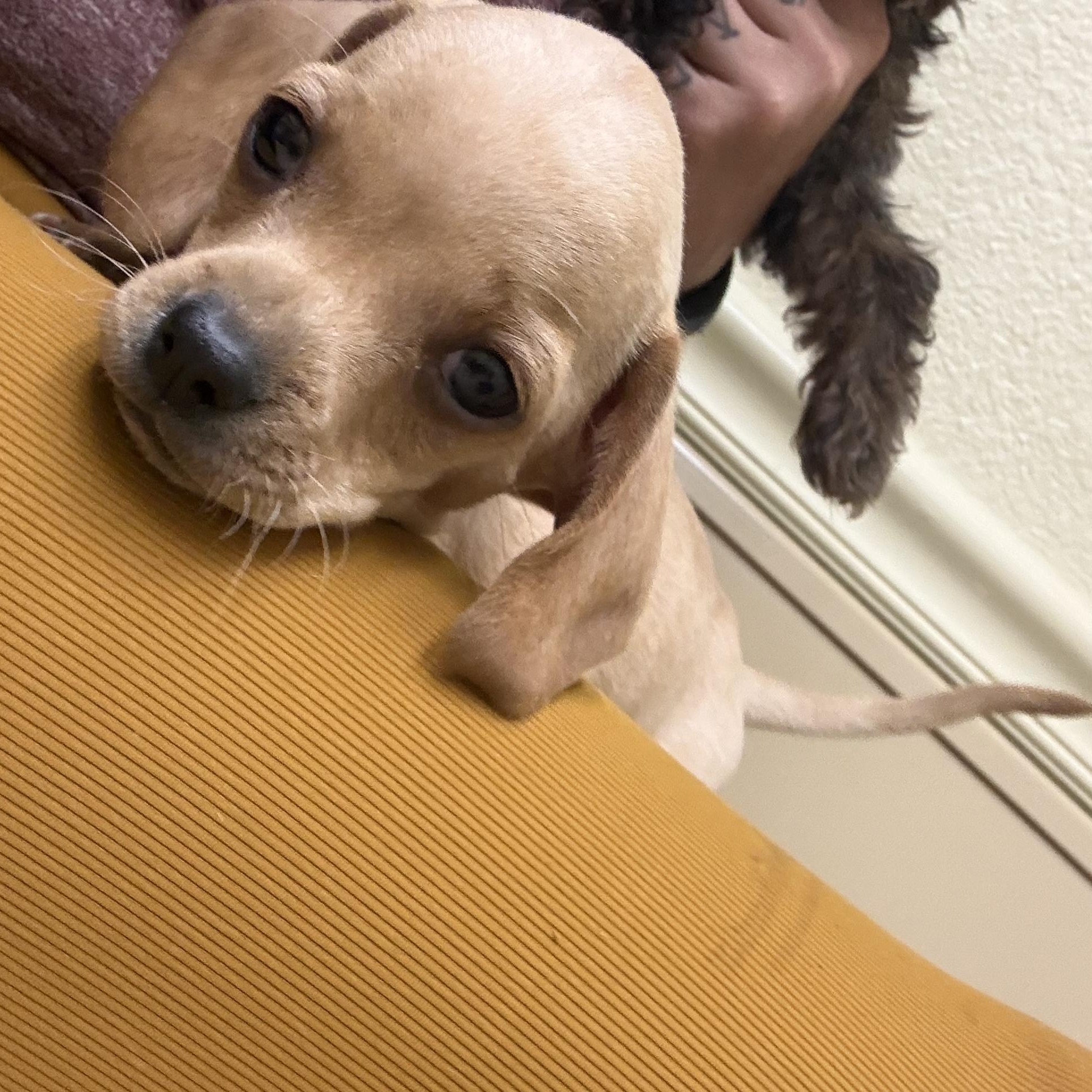 Basil , a Adoptable Dachshund in Oakland, CA image 3/6