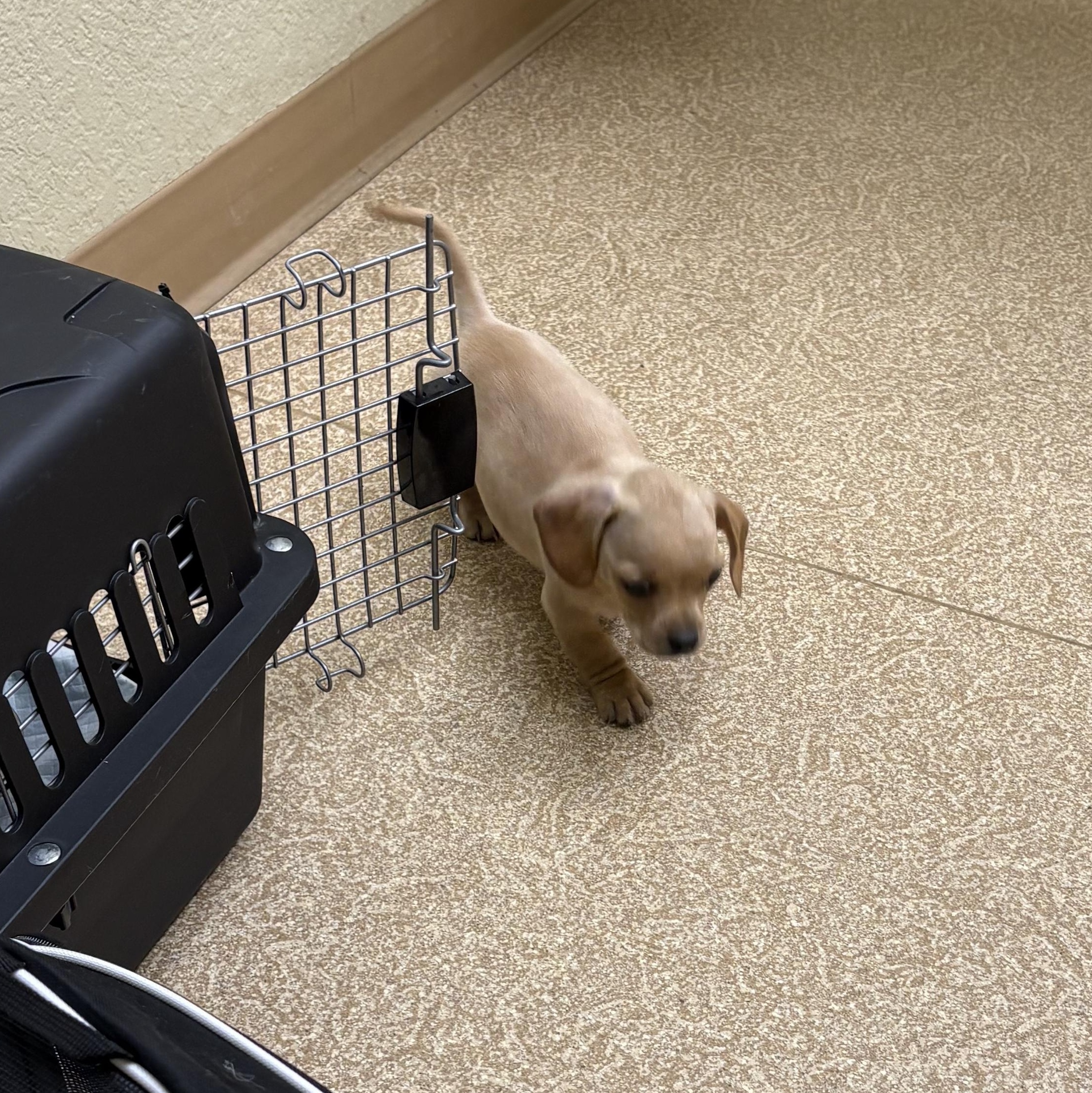 Basil , a Adoptable Dachshund in Oakland, CA image 5/6
