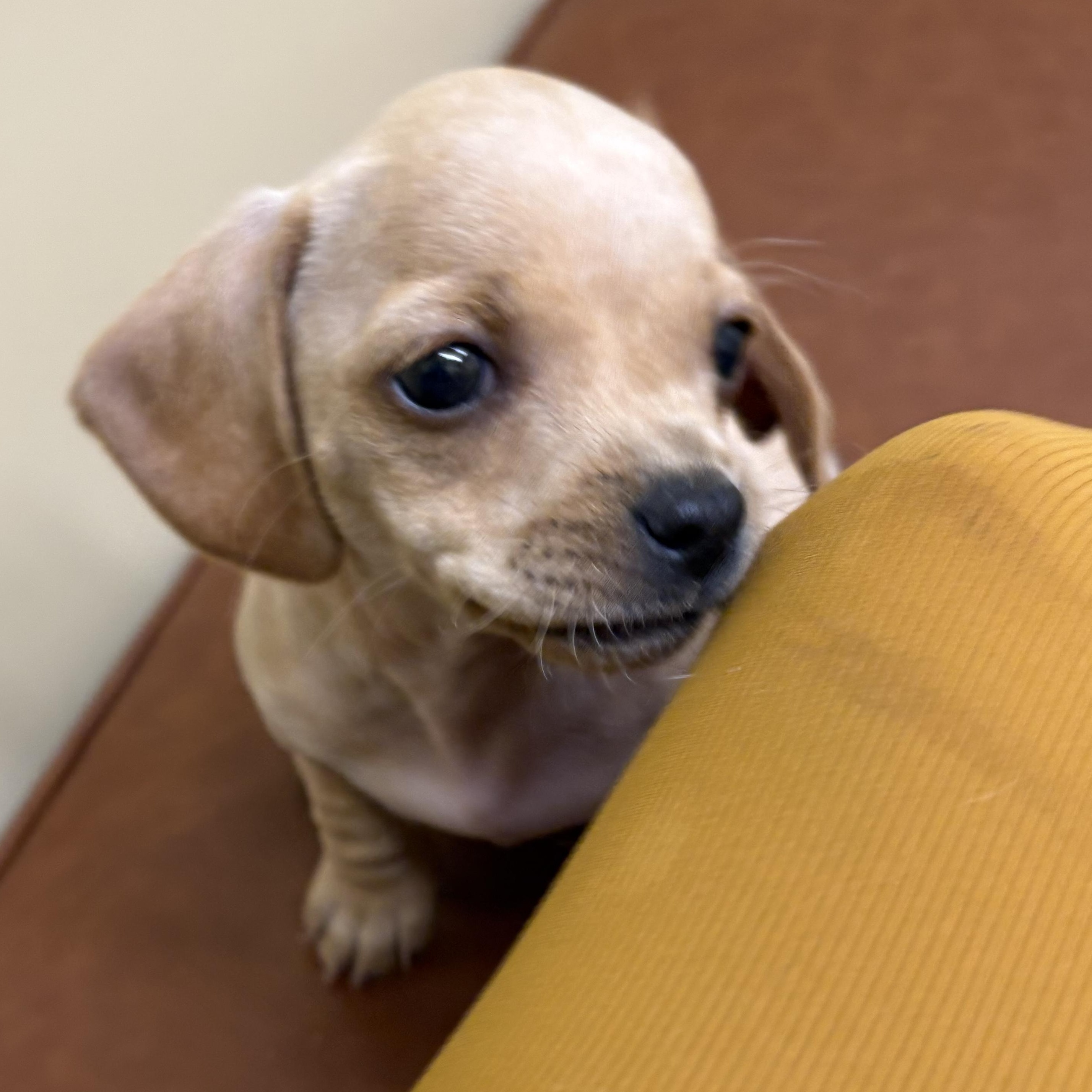 Basil , a Adoptable Dachshund in Oakland, CA image 2/6