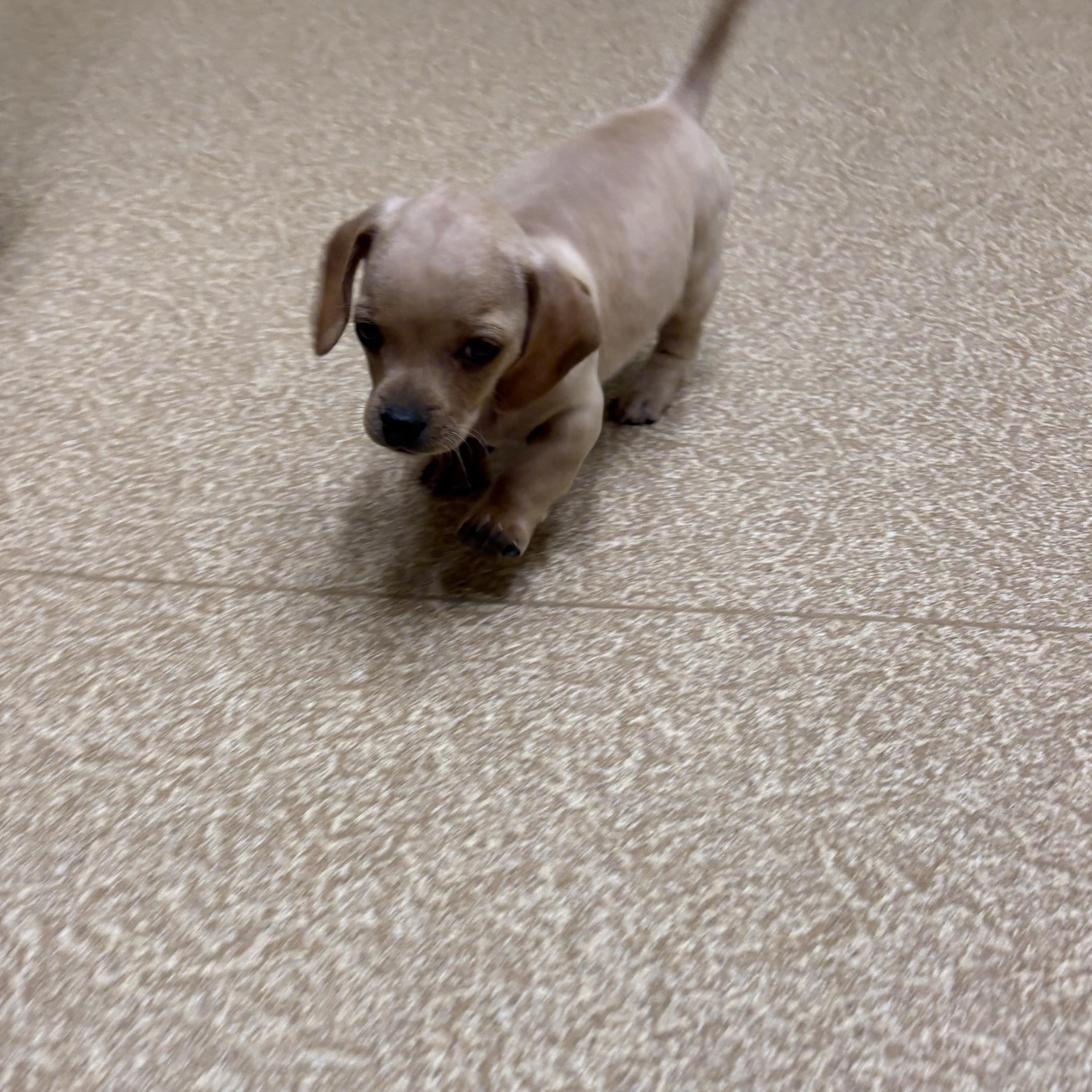 Basil , a Adoptable Dachshund in Oakland, CA image 4/6