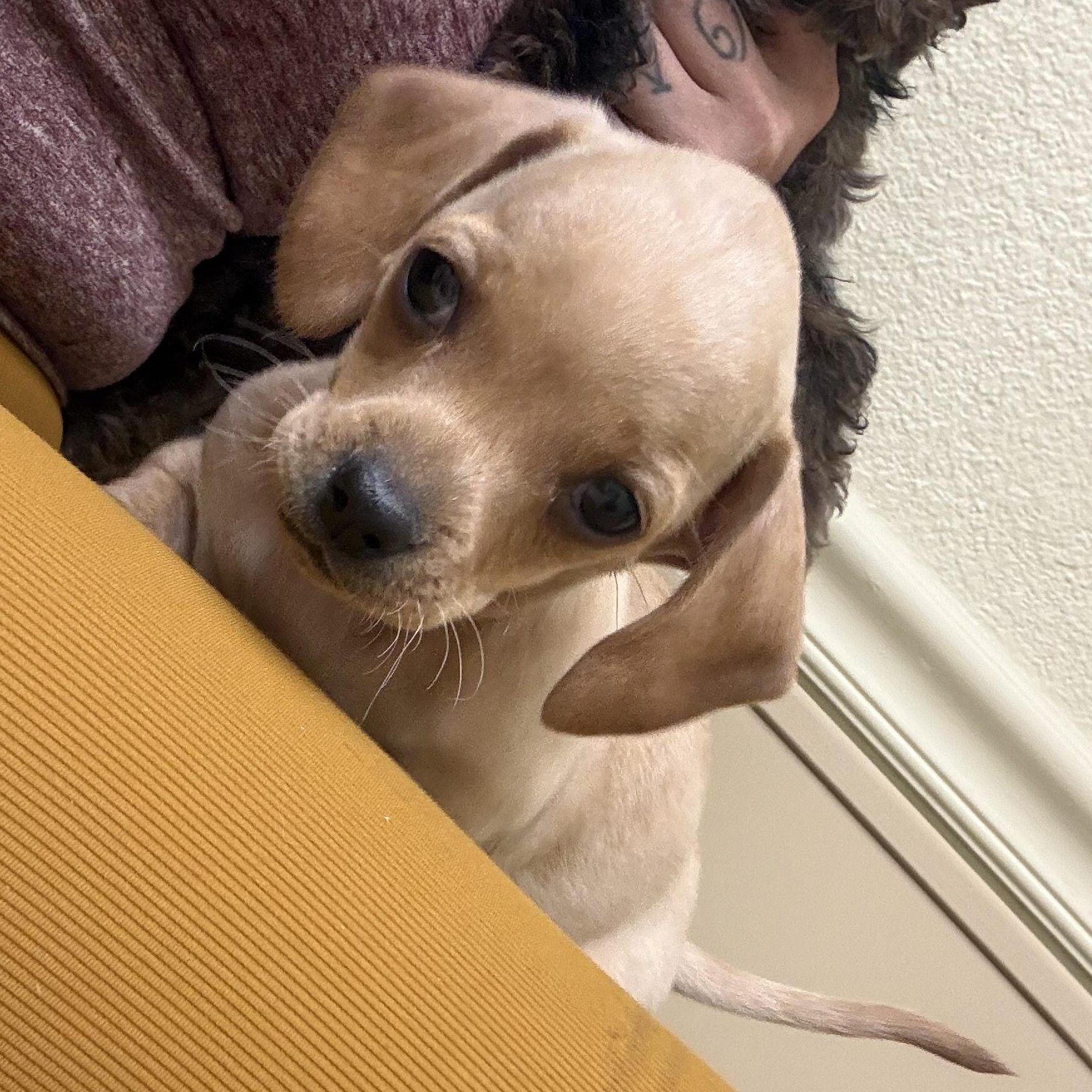 Basil , Adoptable, Puppy Female Dachshund.