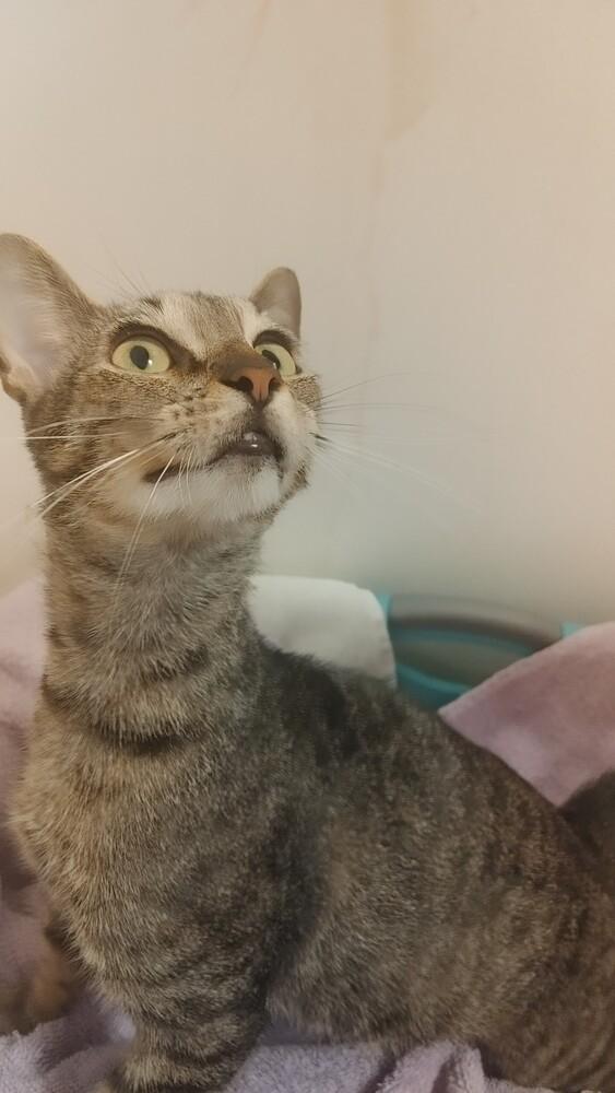 Enlarge Zither, a Adoptable Domestic Short Hair in Wheaton, IL image 1/3