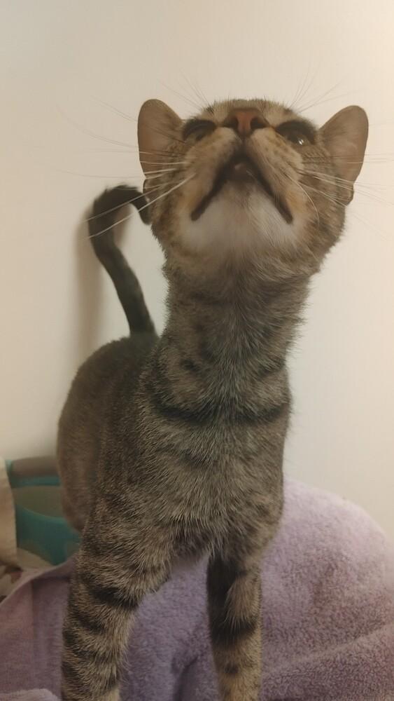 Enlarge Zither, a Adoptable Domestic Short Hair in Wheaton, IL image 2/3