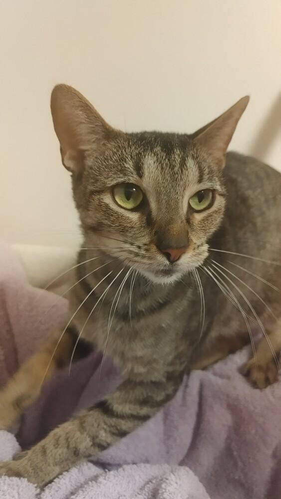 Enlarge Zither, a Adoptable Domestic Short Hair in Wheaton, IL image 3/3