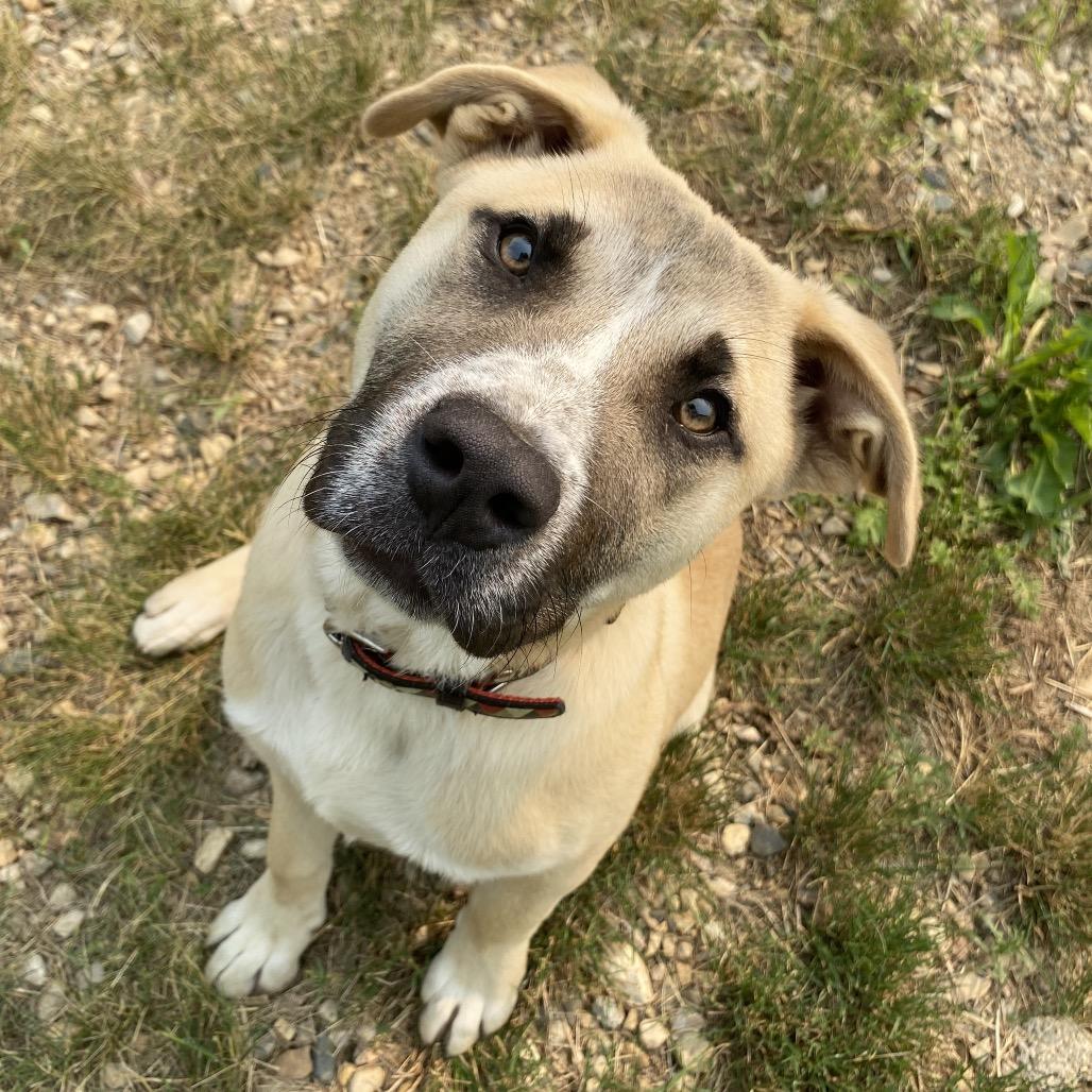 Charlie, a Adoptable mixed breed in Melfort, SK image 1/2