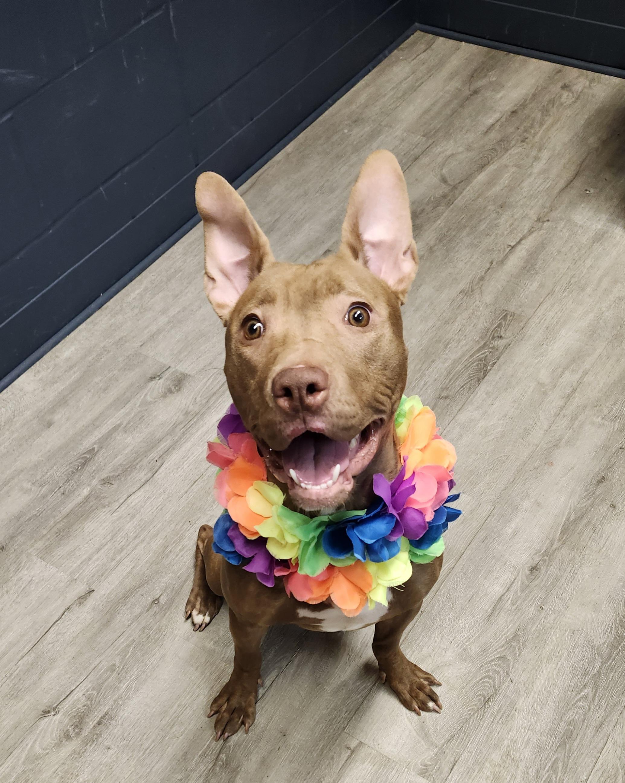 Lady Bug, Young Female Pit Bull Terrier