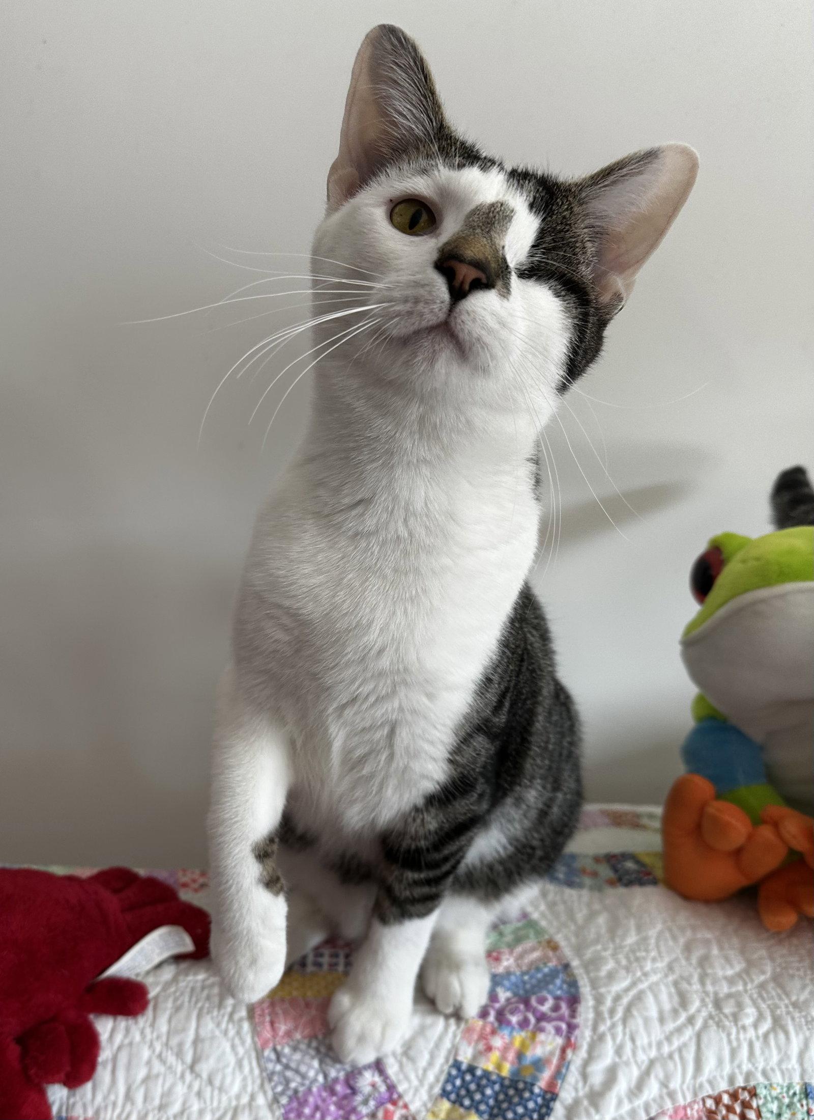 Lamon, Adoptable, Young Male Tabby & Domestic Short Hair.