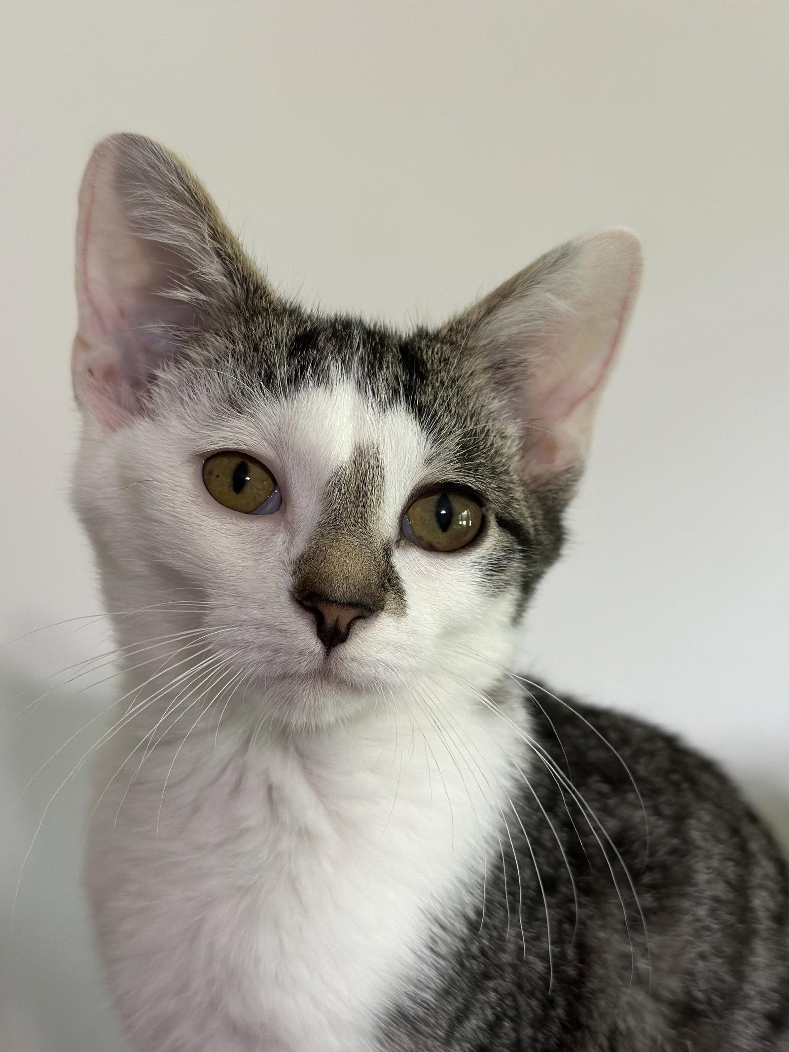 Enlarge Lamon, a Adoptable mixed breed in Georgetown, KY image 3/3