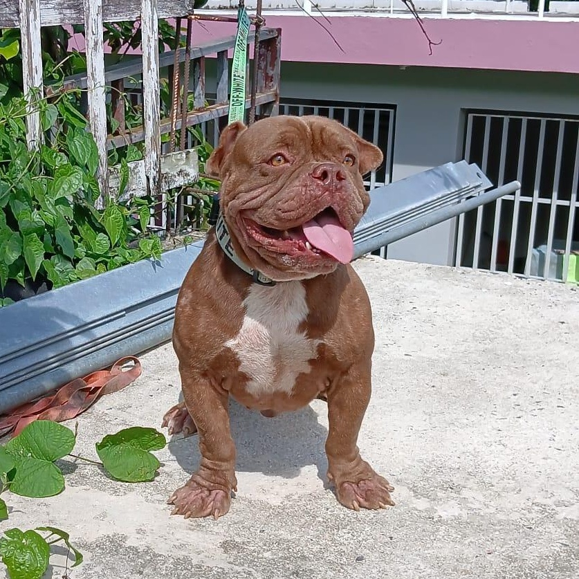 Enlarge Winston, an adoption pending mixed breed in Ridgefield, CT image 2/6