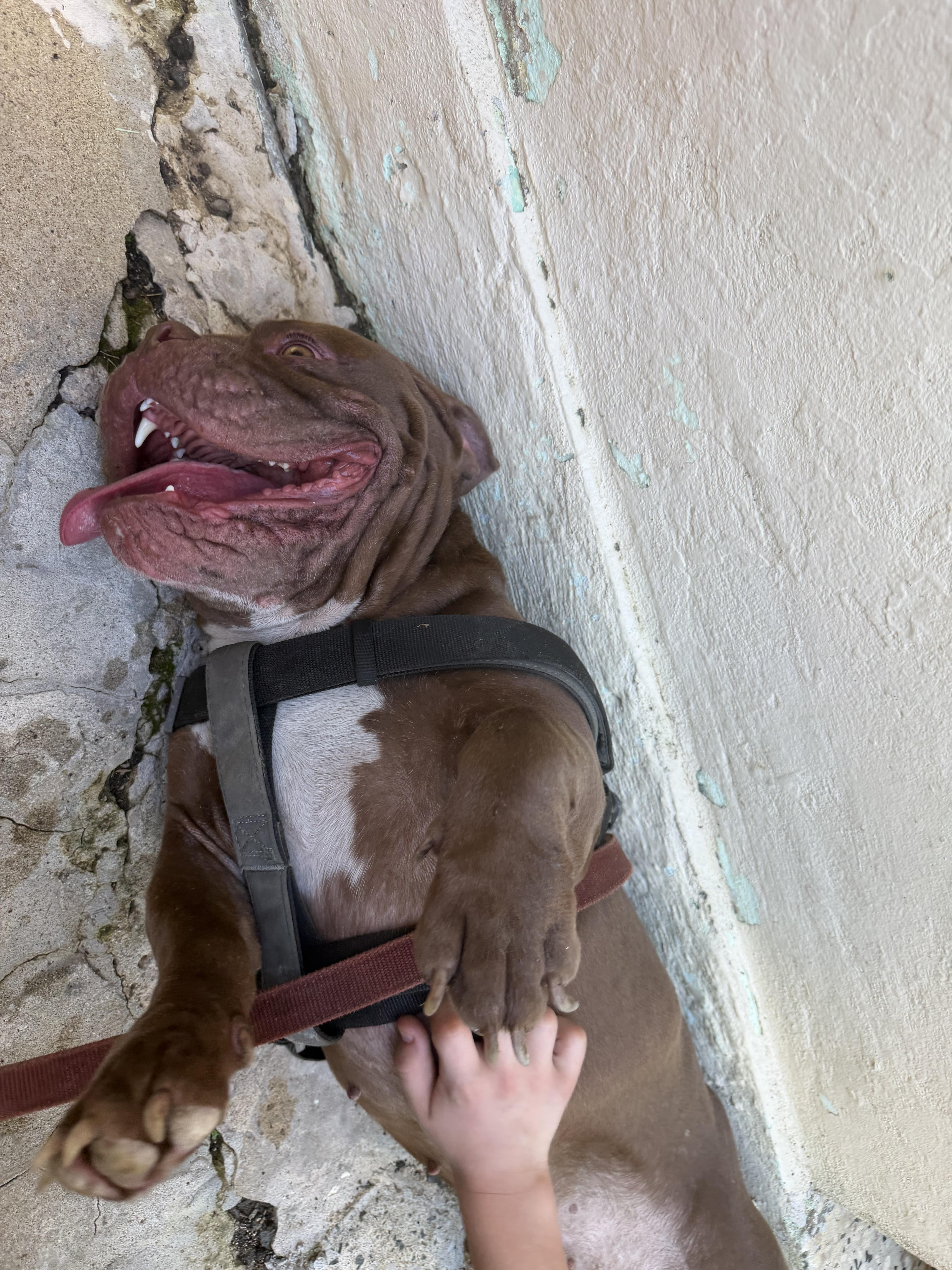 Enlarge Winston, an adoption pending mixed breed in Ridgefield, CT image 3/6