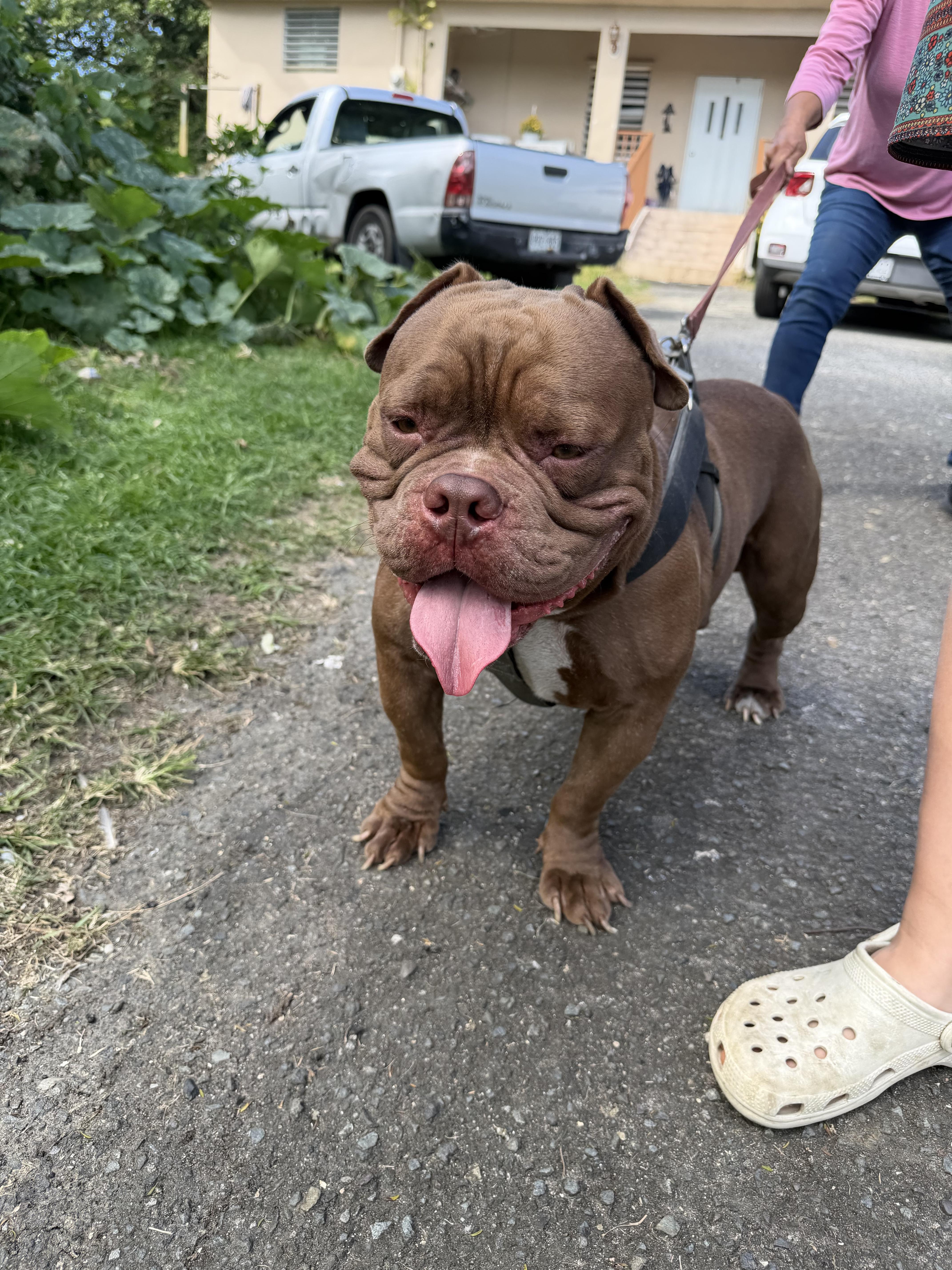 Enlarge Winston, an adoption pending mixed breed in Ridgefield, CT image 4/6