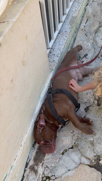 Enlarge Winston, an adoption pending mixed breed in Ridgefield, CT video 5/6