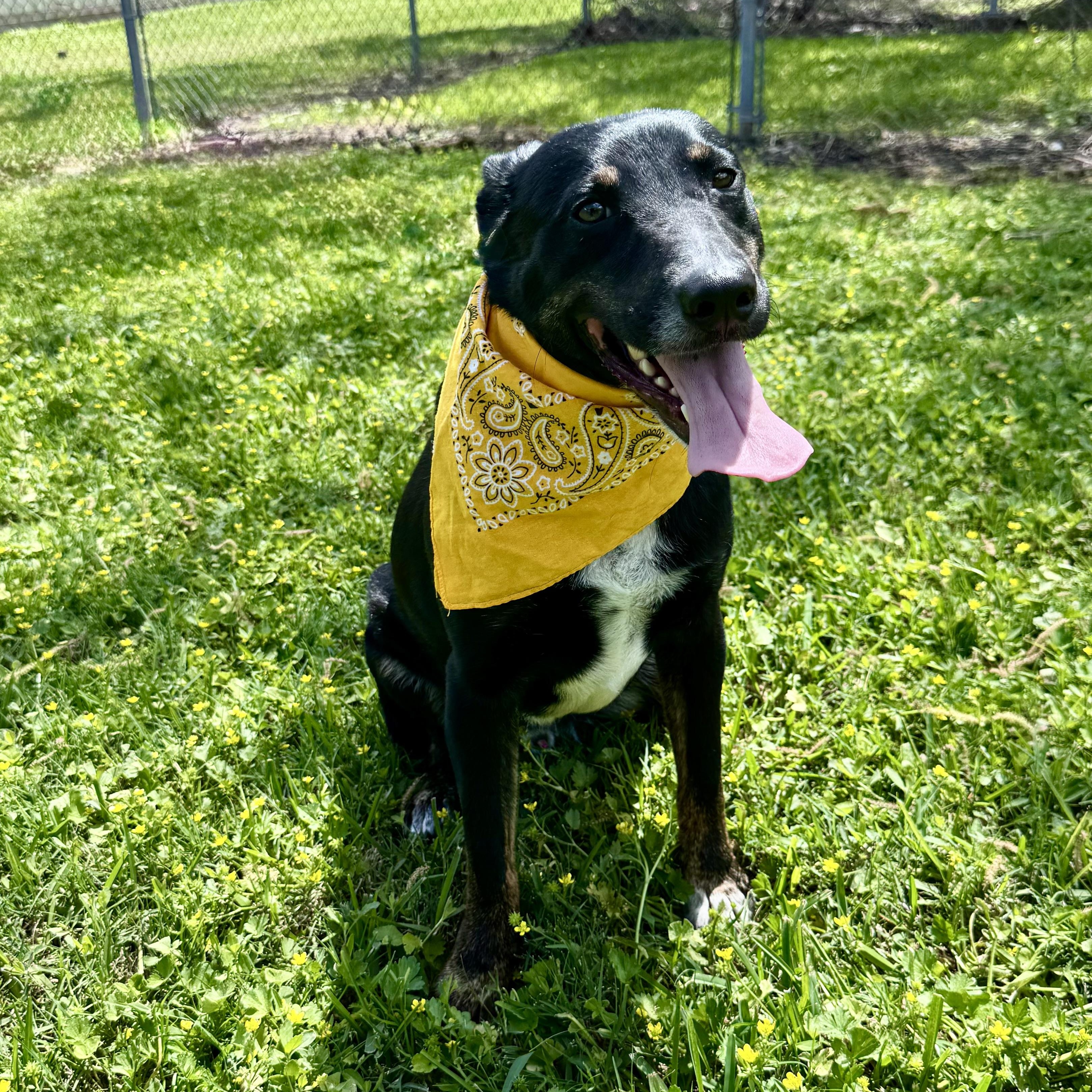 Goose, Adoptable, Adult Male Australian Cattle Dog / Blue Heeler.