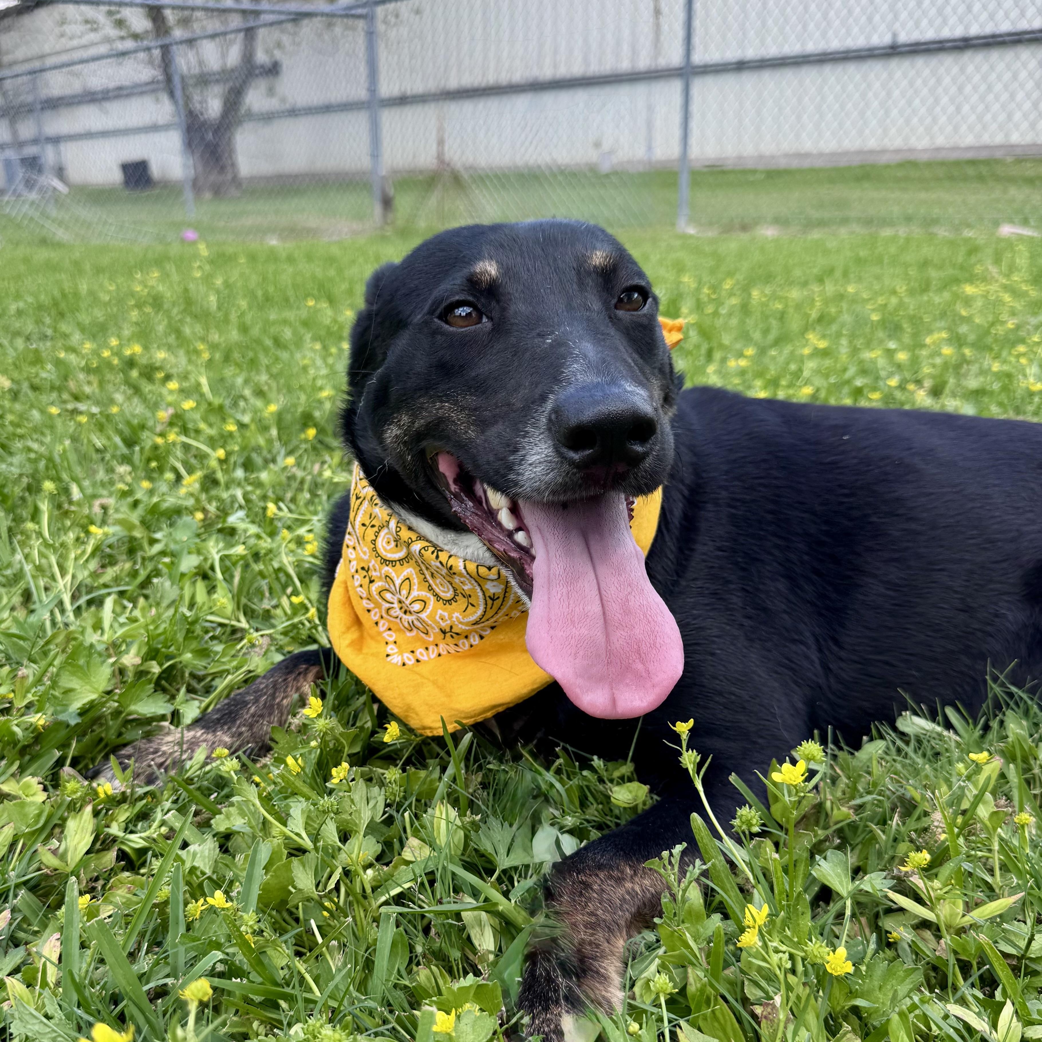 Goose, a Adoptable mixed breed in Billings, MT image 3/5