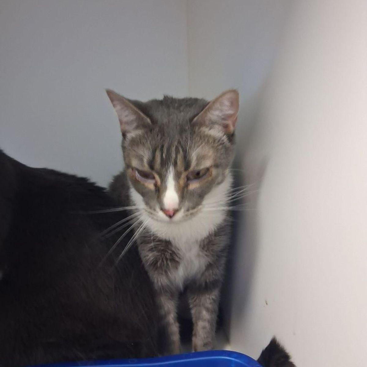 Princess, Adoptable, Adult Female Domestic Short Hair.