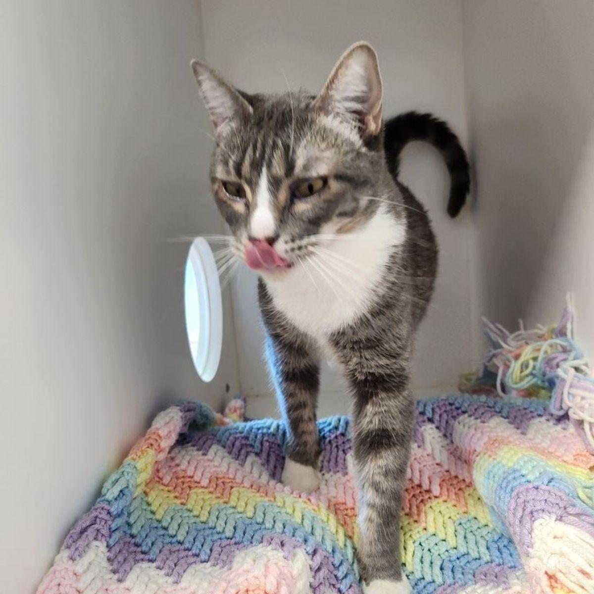 Enlarge Princess, a Adoptable Domestic Short Hair in Kingman, AZ image 2/2