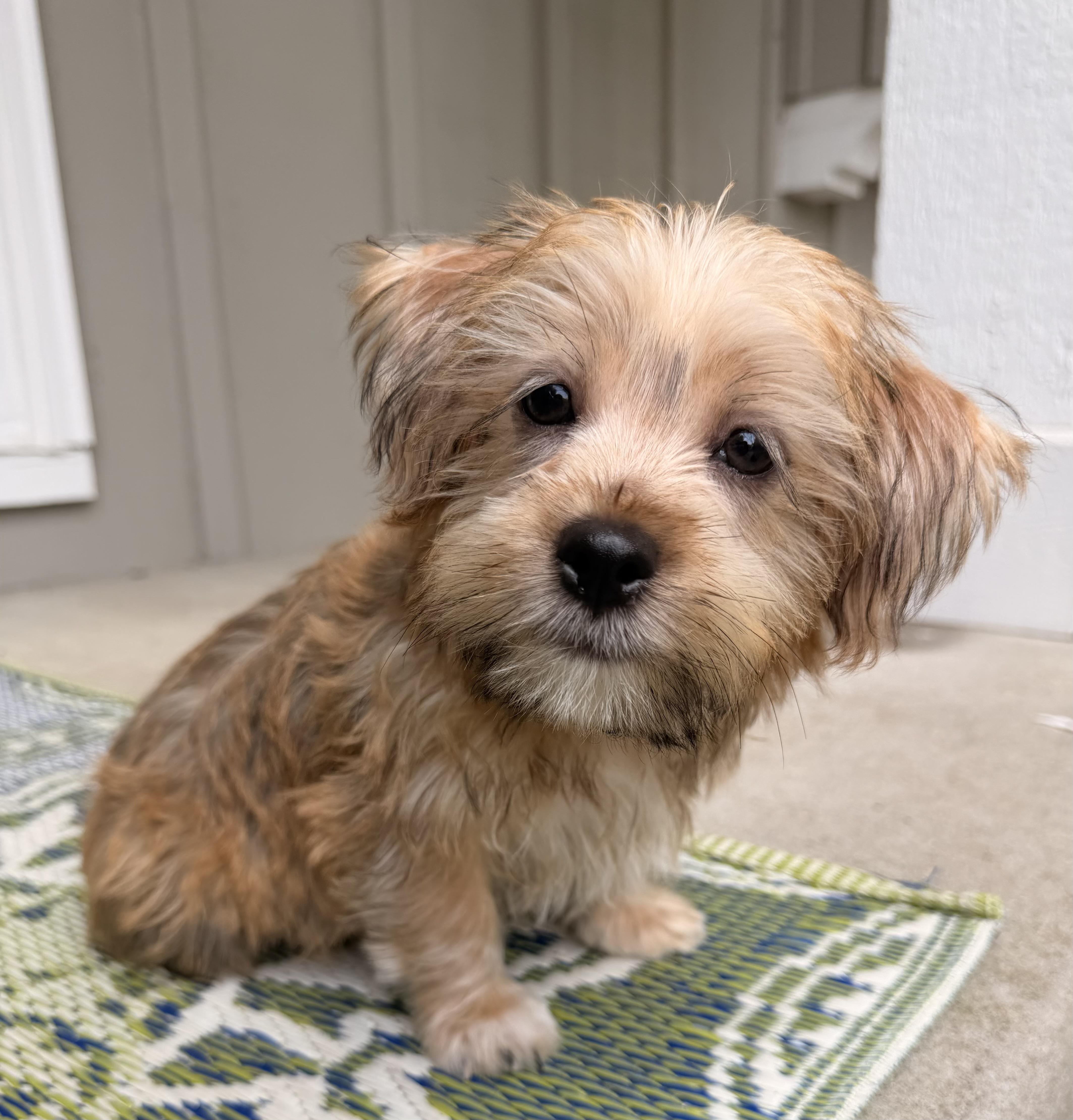 Enlarge Charlie, an adopted mixed breed in Overland Park, KS image 1/1