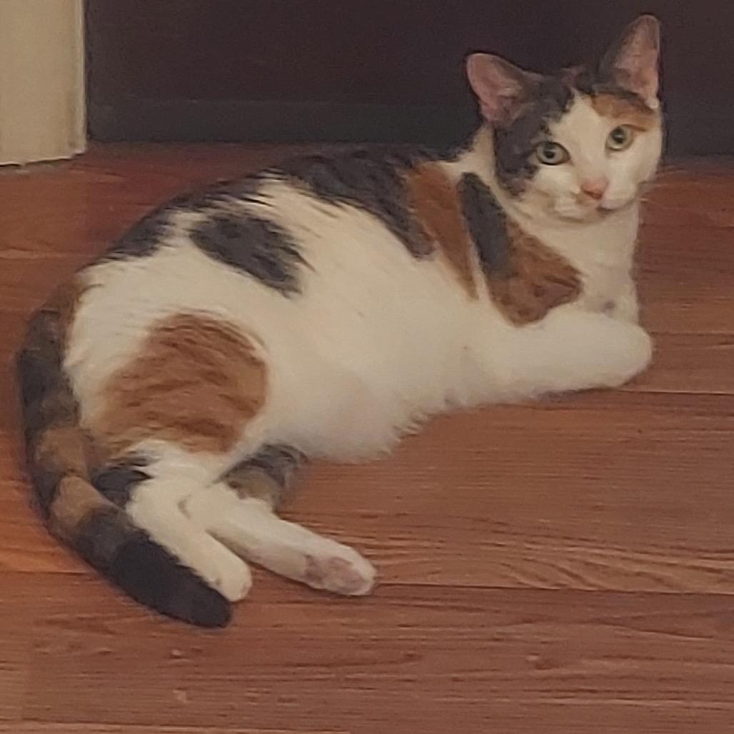 Enlarge Karma, a Adoptable Domestic Short Hair in Ashland, VA image 1/1