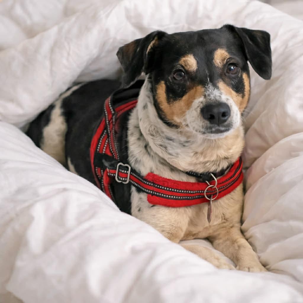 Enlarge Steely Dan, a ADOPTABLE mixed breed in O'Fallon, MO image 3/4