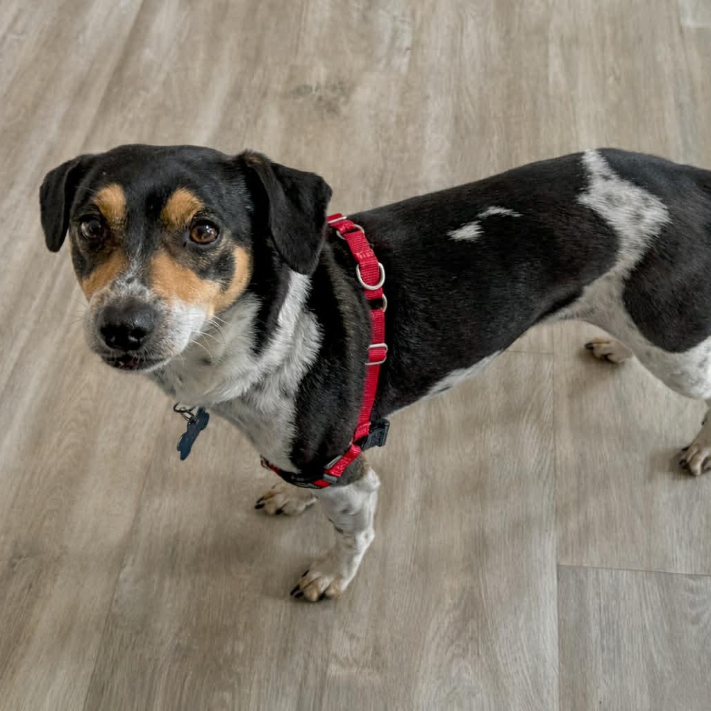 Enlarge Steely Dan, a ADOPTABLE mixed breed in O'Fallon, MO image 2/4