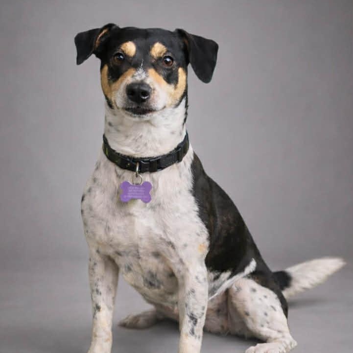 Enlarge Steely Dan, a ADOPTABLE mixed breed in O'Fallon, MO image 4/4
