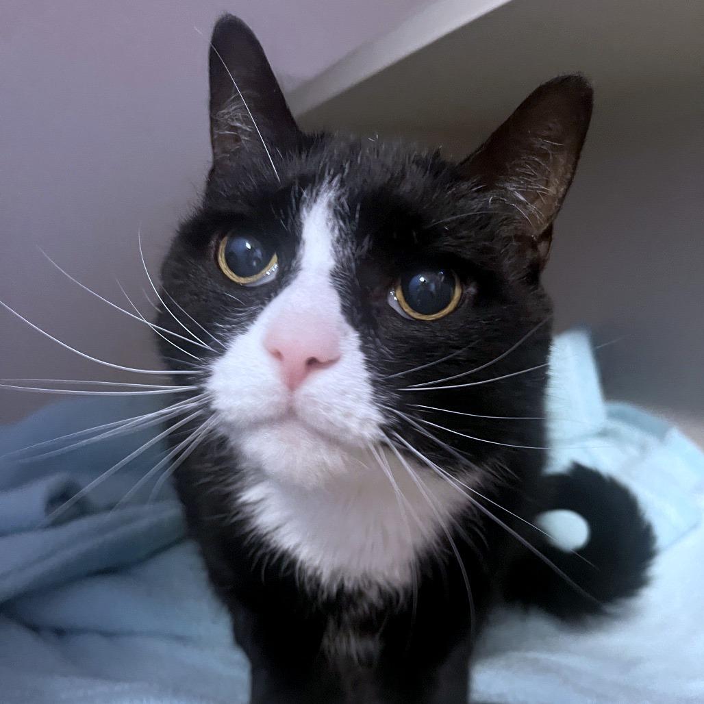 Oreo, Adoptable, Senior Male Domestic Short Hair & Extra-Toes Cat / Hemingway Polydactyl.