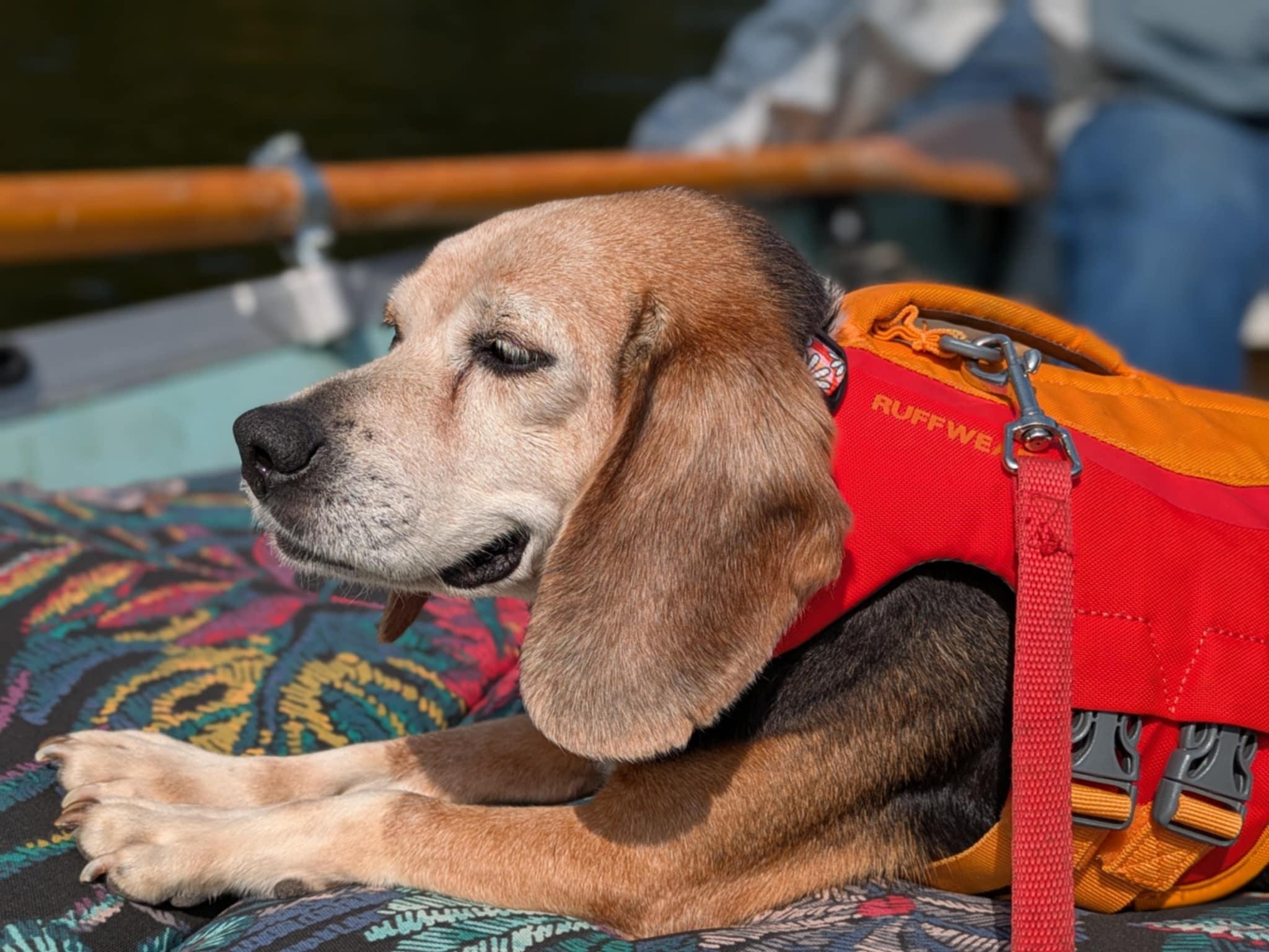 Delilah, ADOPTABLE, Senior Female Beagle.