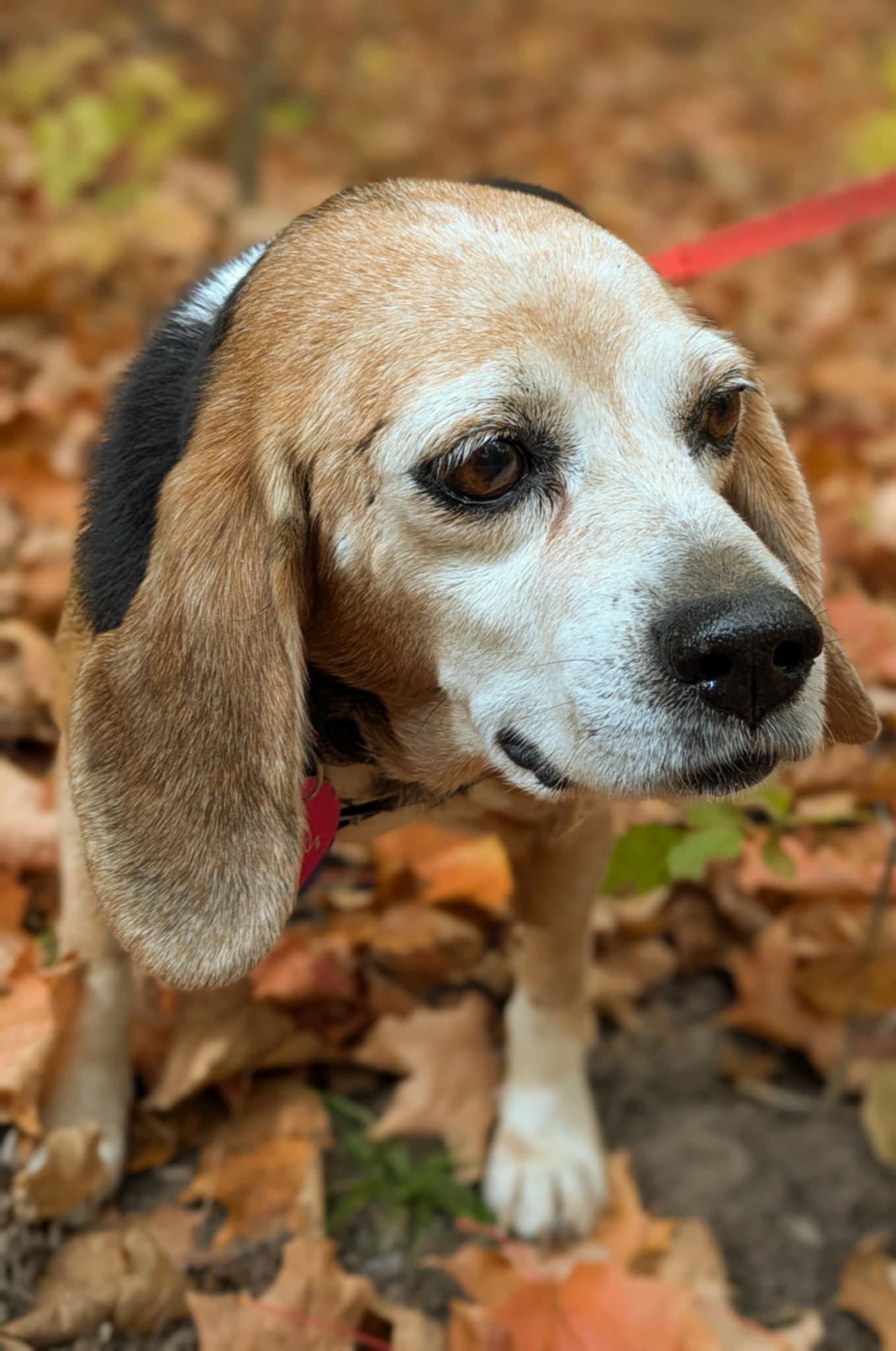 Delilah, a ADOPTABLE Beagle in Burlington, ON image 2/6