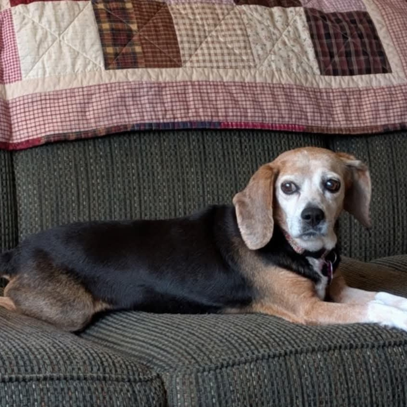 Delilah, a ADOPTABLE Beagle in Burlington, ON image 3/6