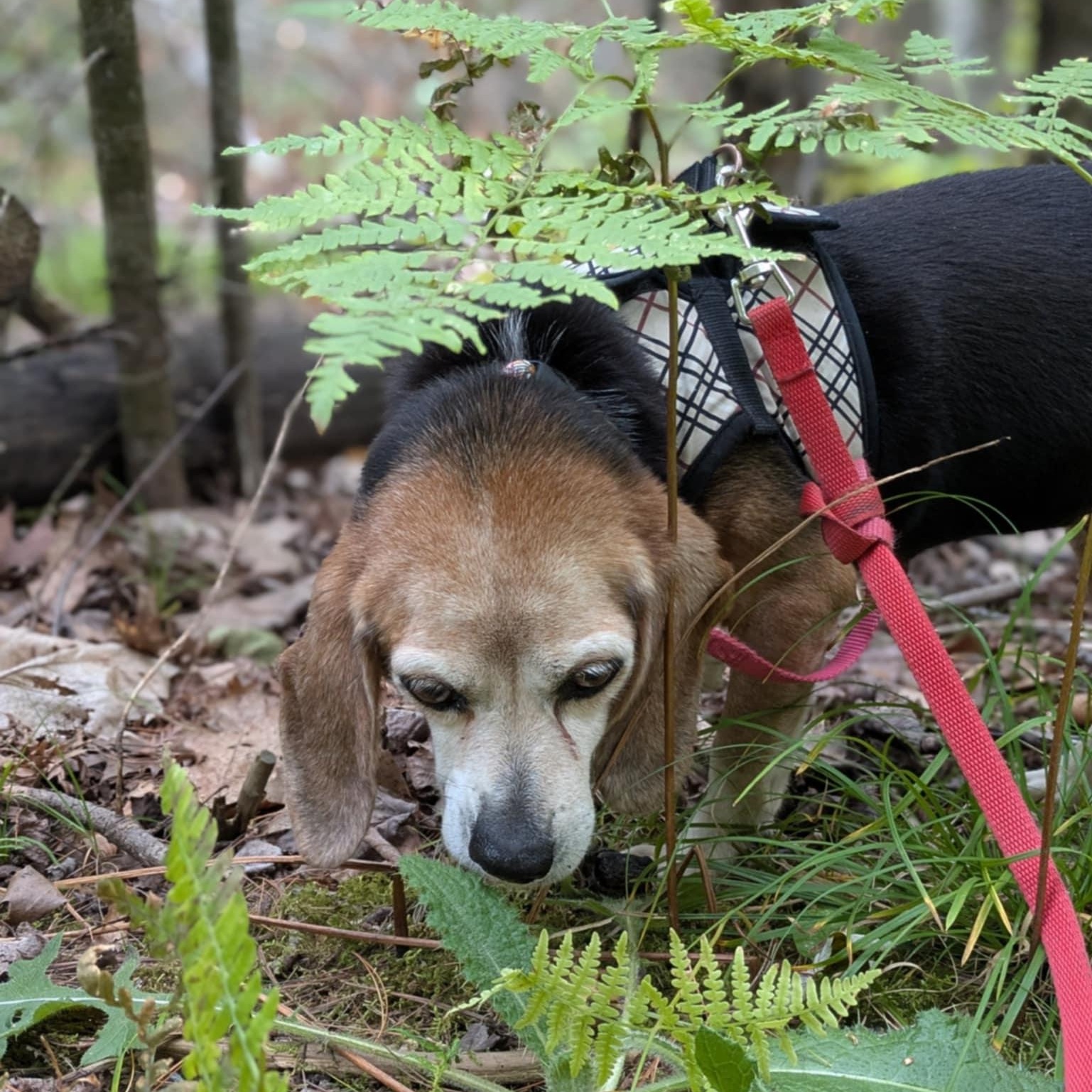 Delilah, a ADOPTABLE Beagle in Burlington, ON image 4/6