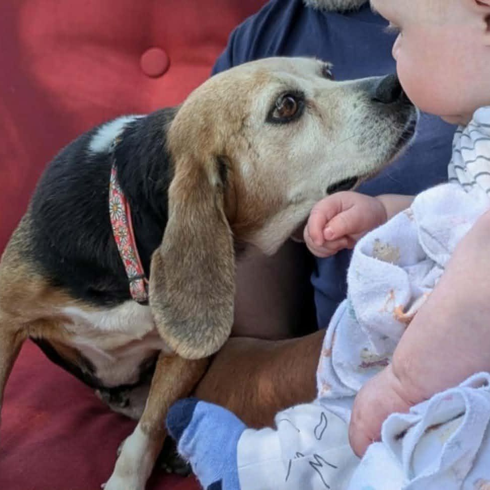 Delilah, a ADOPTABLE Beagle in Burlington, ON image 5/6