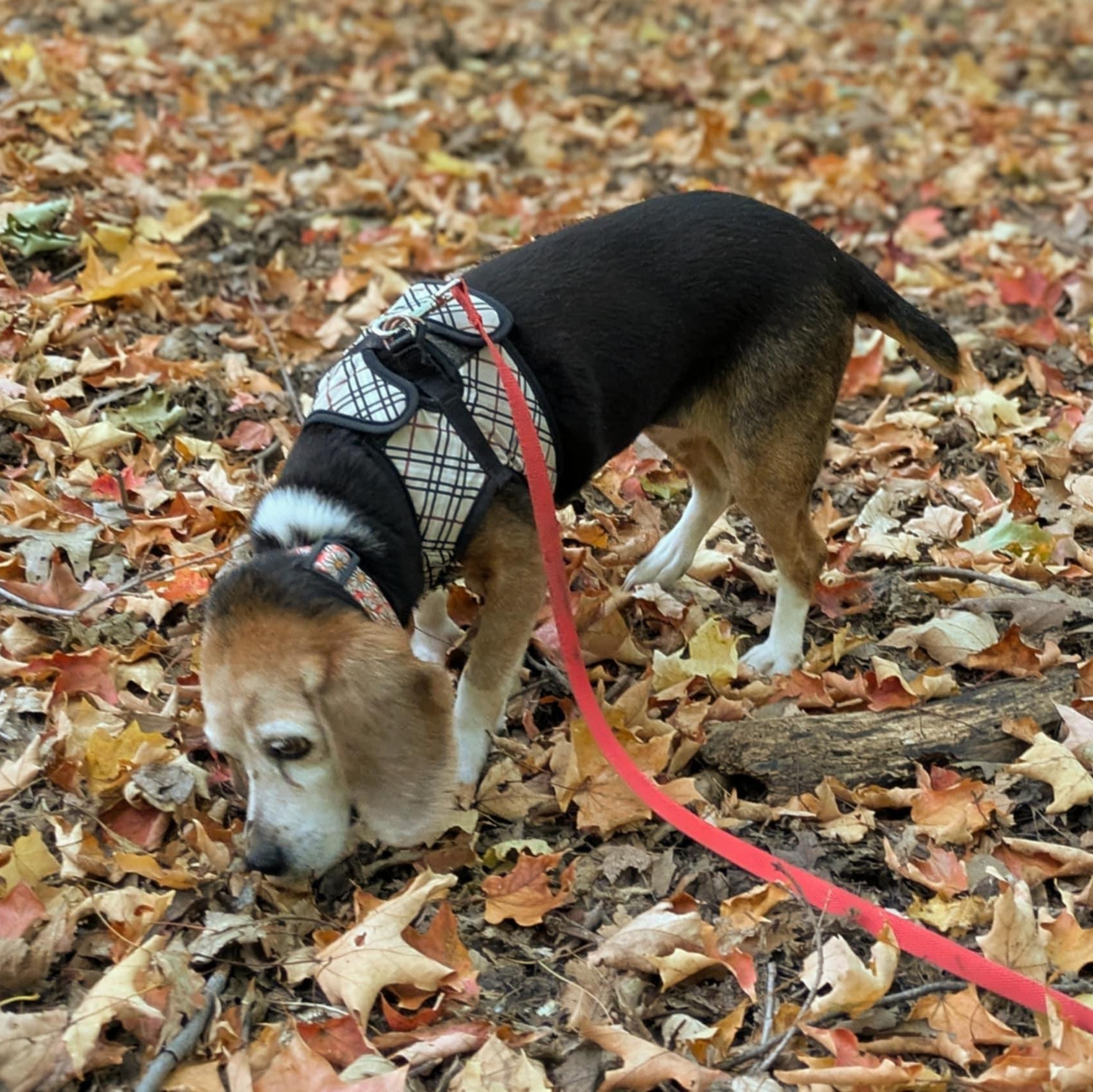 Delilah, a ADOPTABLE Beagle in Burlington, ON image 6/6