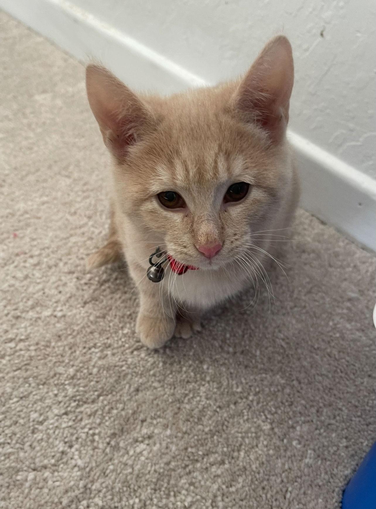 Dorothy, Adoptable, Young Female Domestic Short Hair.