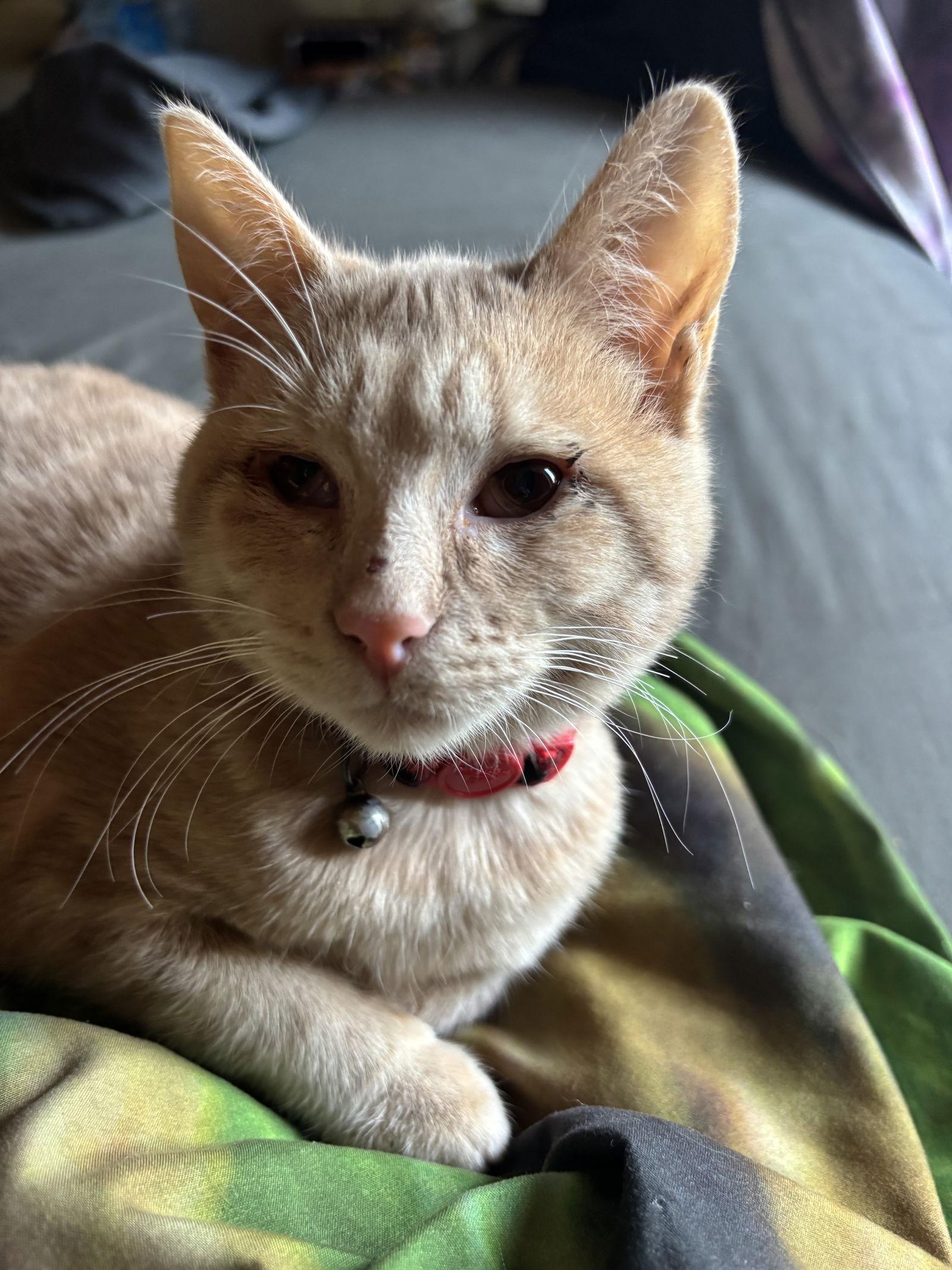 Dorothy, a Adoptable Domestic Short Hair in Riverside, CA image 2/2