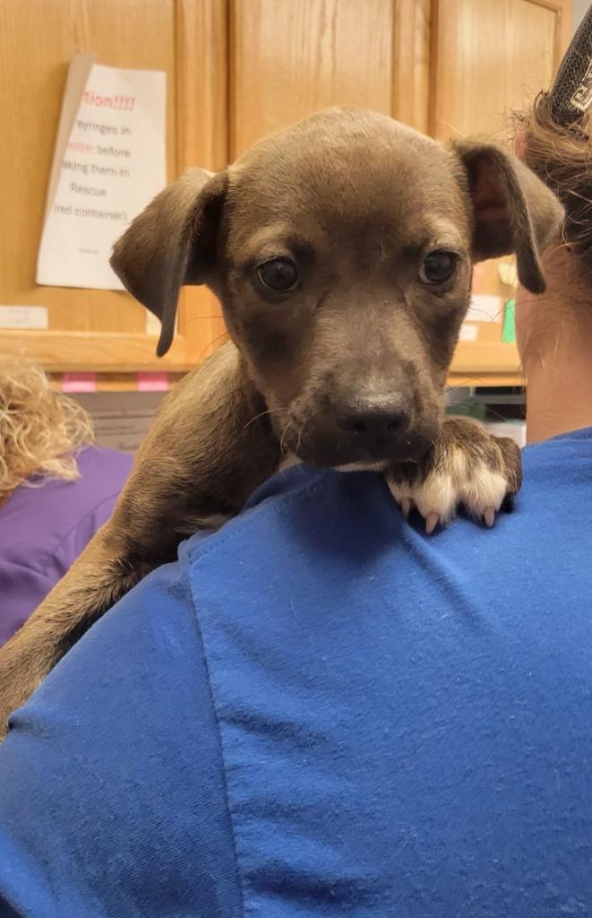 Chili dog, Adoptable, Puppy Female Pit Bull Terrier & Mixed Breed.