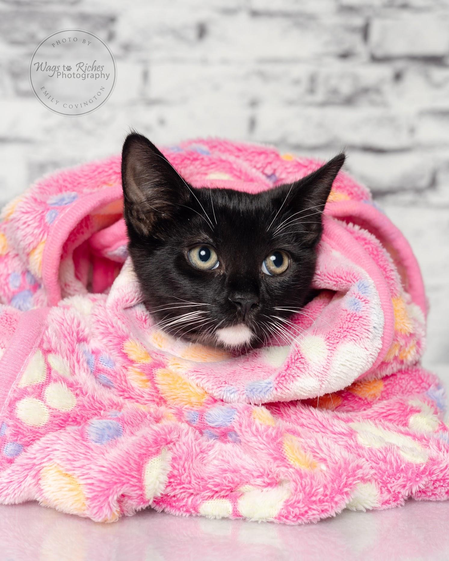 Willow - Adopted, an adoptable Domestic Short Hair, Tuxedo in Tuscaloosa, AL, 35406 | Photo Image 4