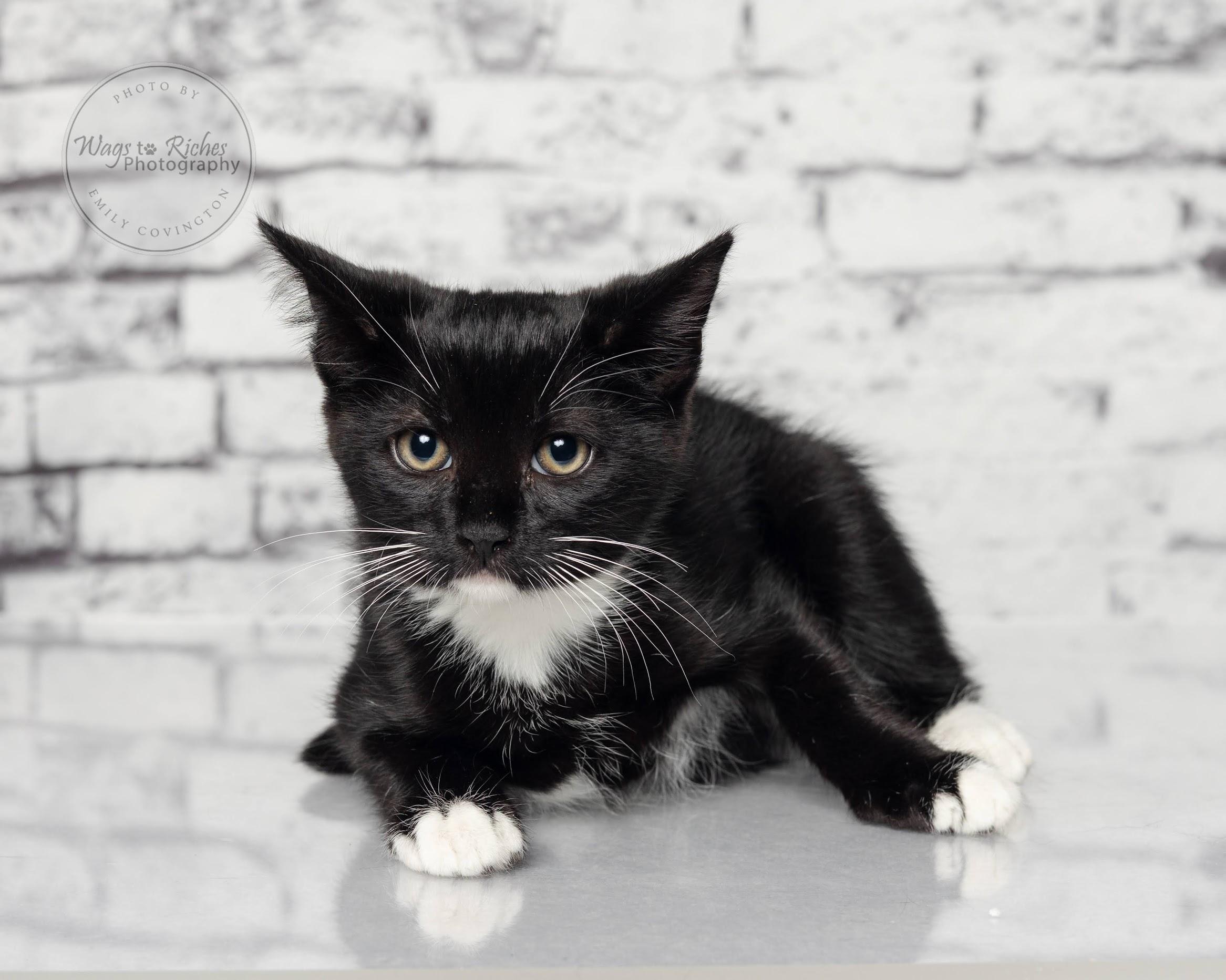 Willow - Adopted, an adoptable Domestic Short Hair, Tuxedo in Tuscaloosa, AL, 35406 | Photo Image 1