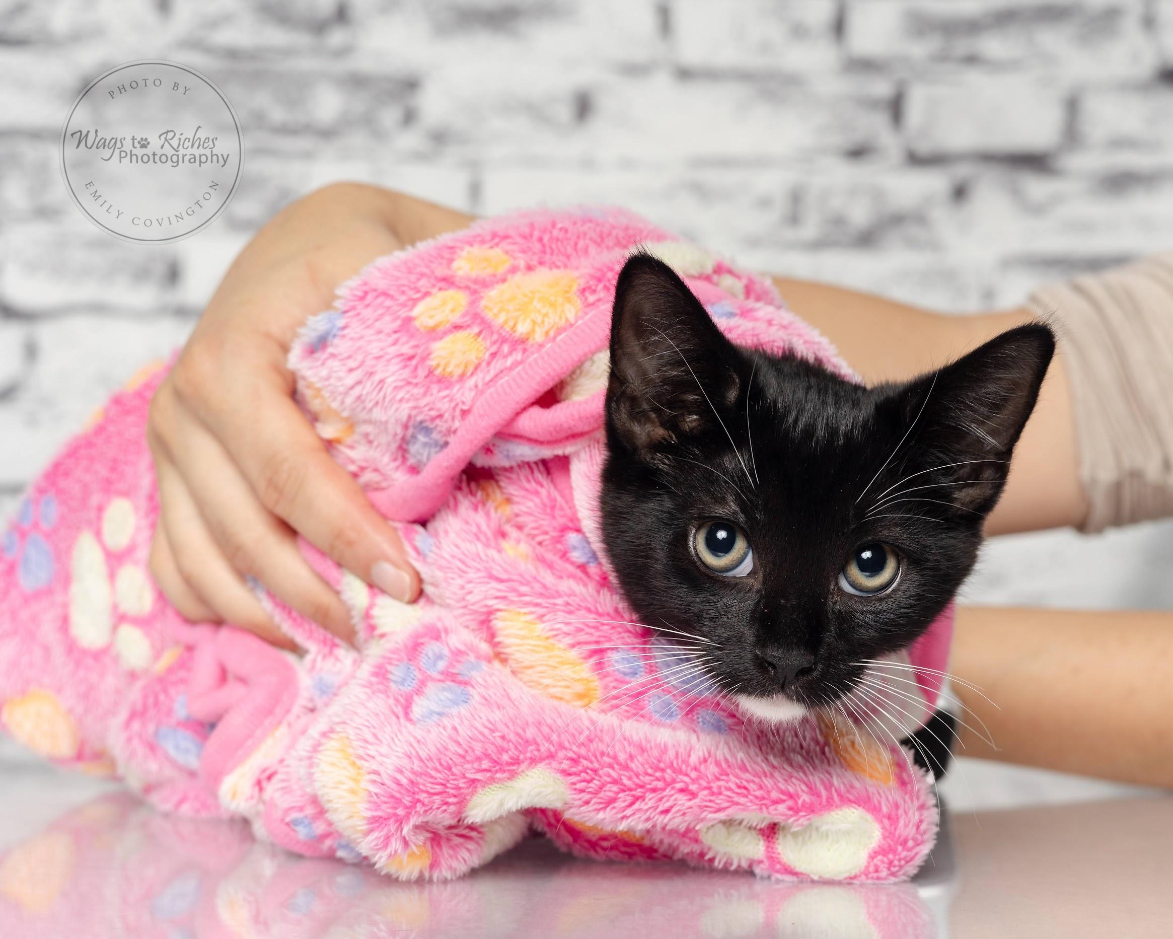 Willow - Adopted, an adoptable Domestic Short Hair, Tuxedo in Tuscaloosa, AL, 35406 | Photo Image 2