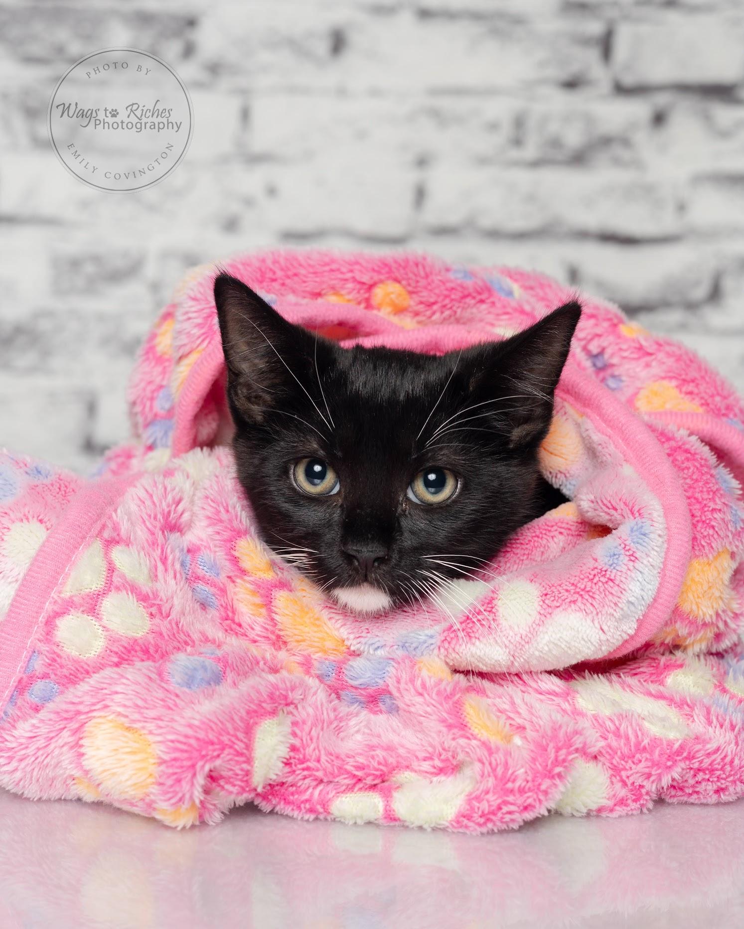 Willow - Adopted, an adoptable Domestic Short Hair, Tuxedo in Tuscaloosa, AL, 35406 | Photo Image 3