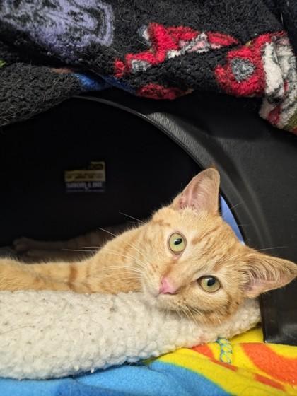 Marcella, Adoptable, Kitten Female Domestic Short Hair & Domestic Short Hair.