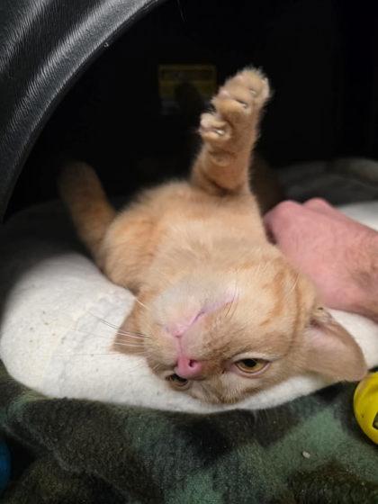 Enlarge Marcella, a Adoptable mixed breed in Shawano, WI image 2/3