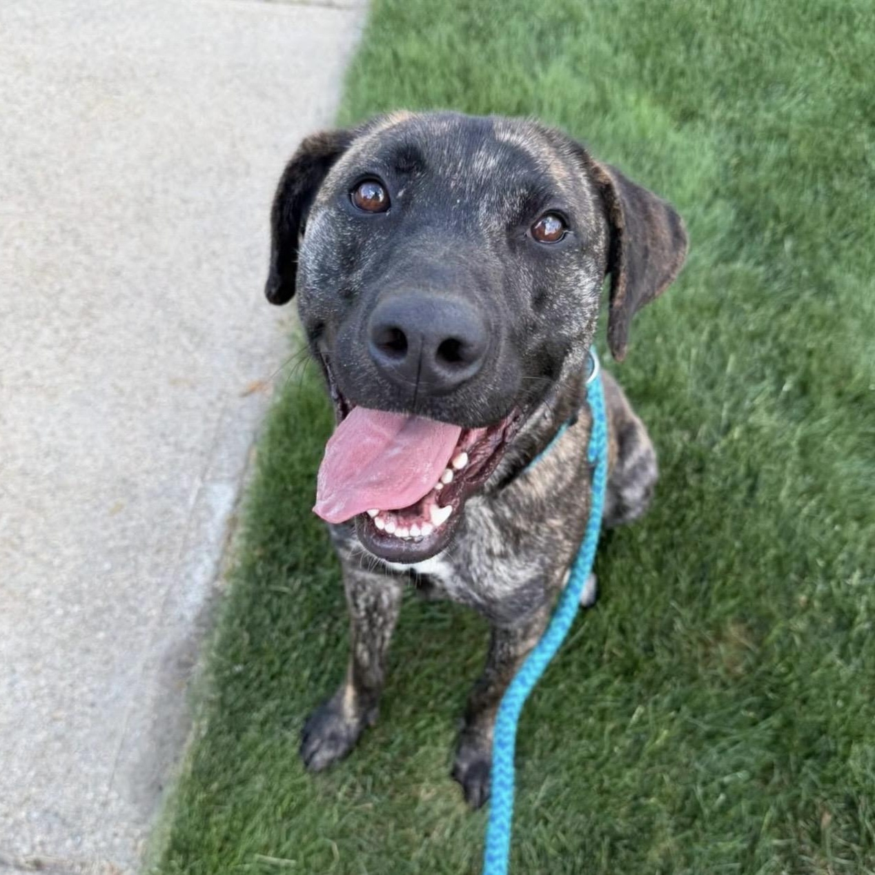 ROMERO, Adoptable, Young Male Plott Hound.