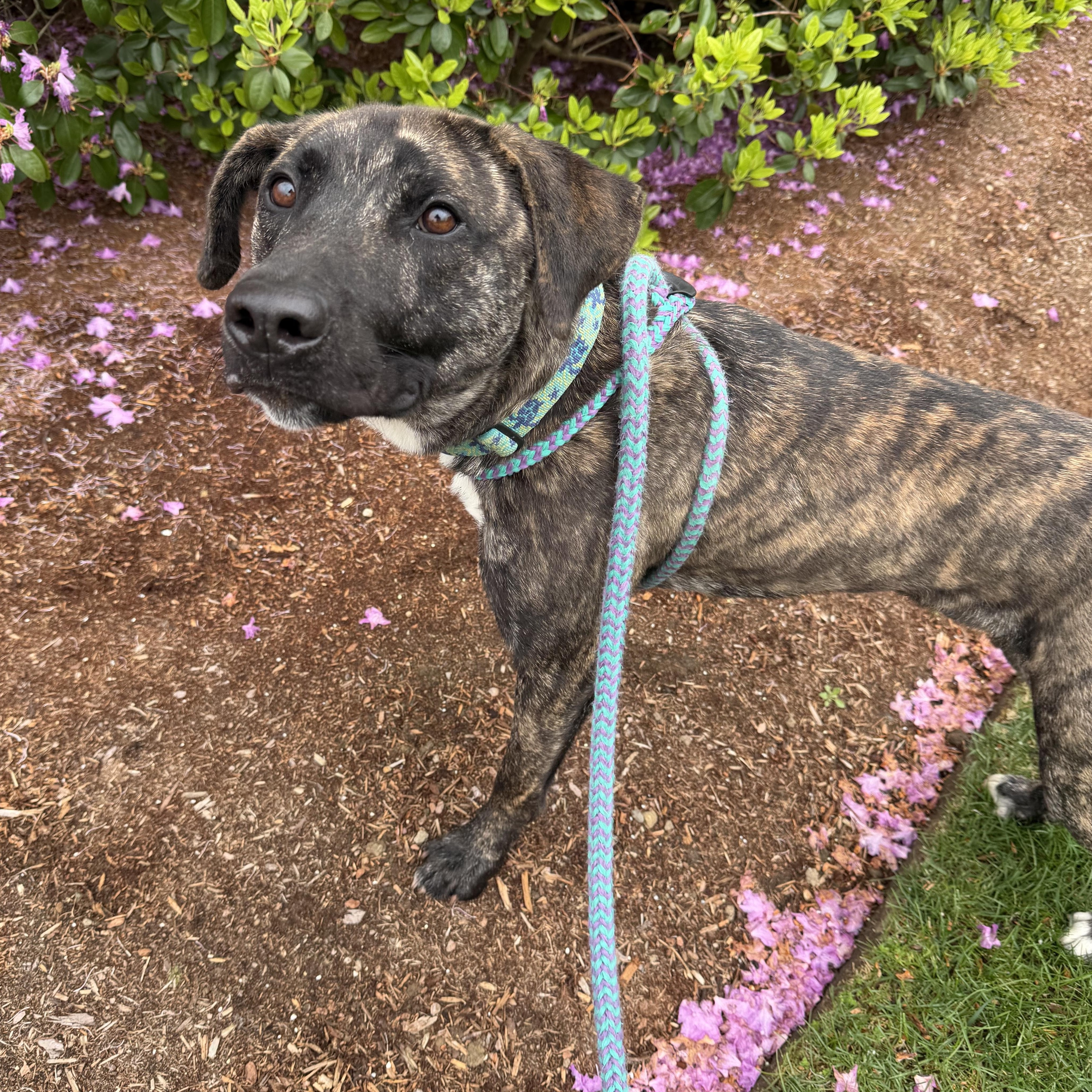 ROMERO, a Adoptable mixed breed in Cranston, RI image 3/3