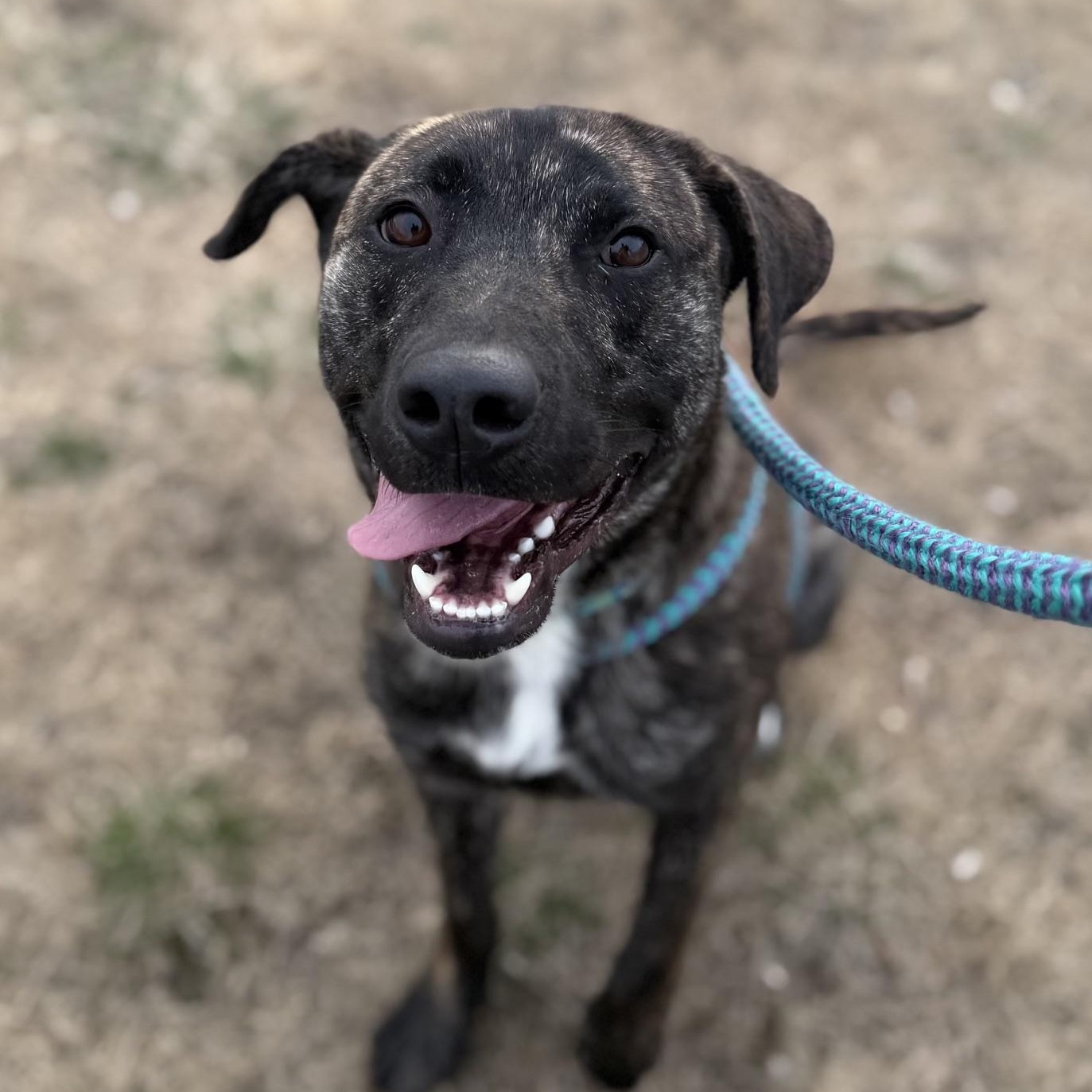 ROMERO, a Adoptable mixed breed in Cranston, RI image 1/3