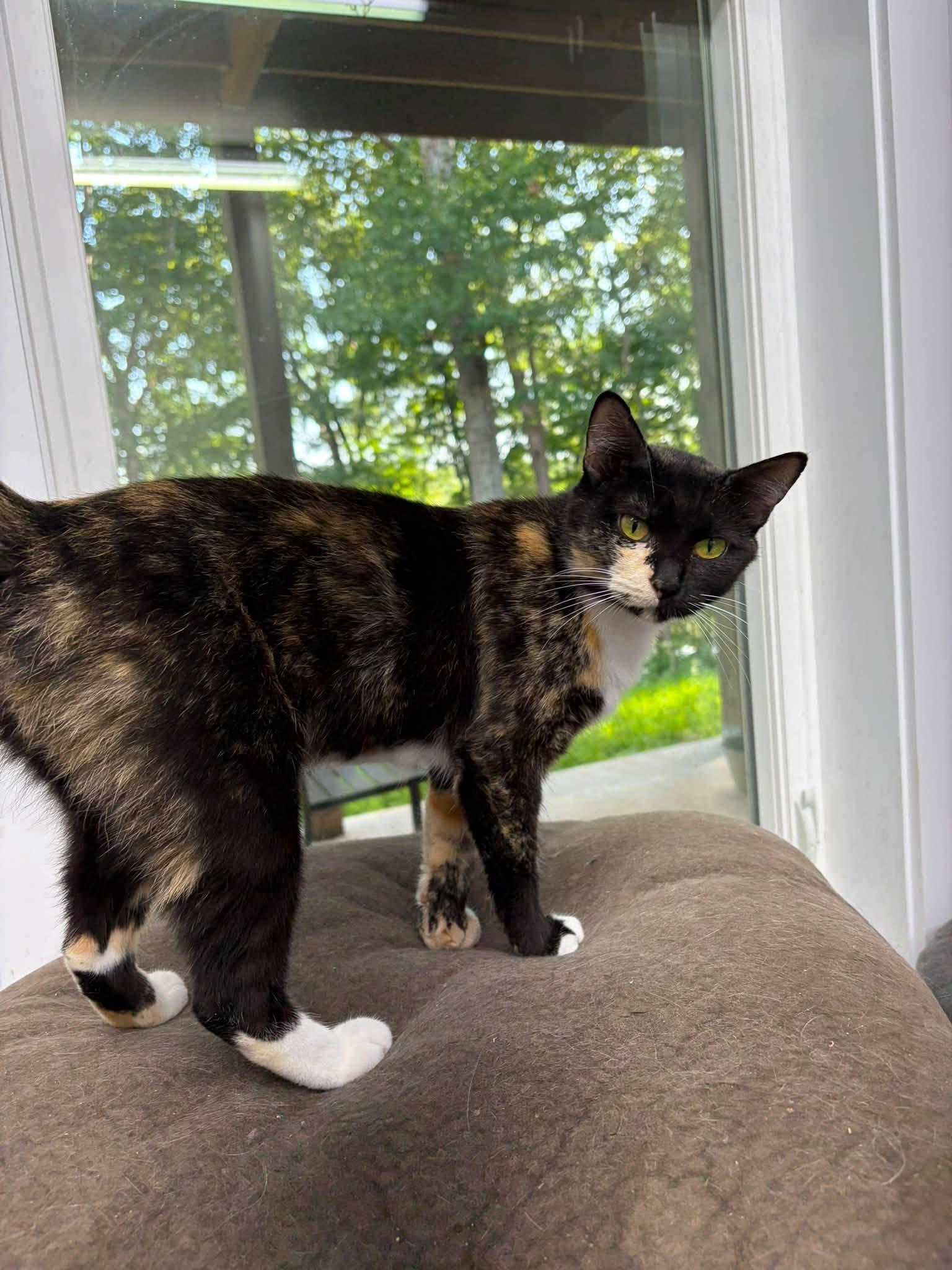Enlarge Anara, a ADOPTABLE Tortoiseshell in Clarksville, TN image 2/2