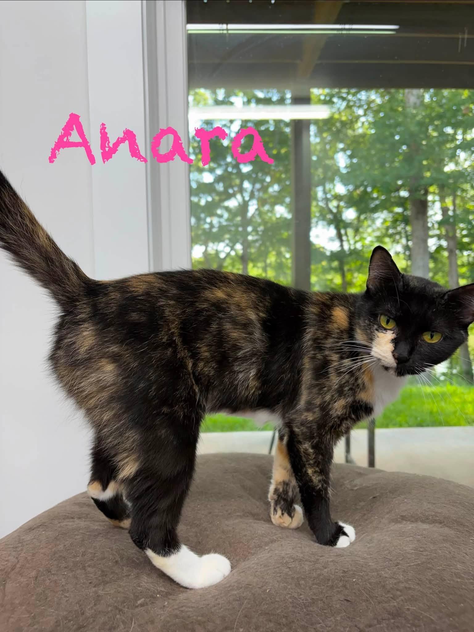 Enlarge Anara, a ADOPTABLE Tortoiseshell in Clarksville, TN image 1/2